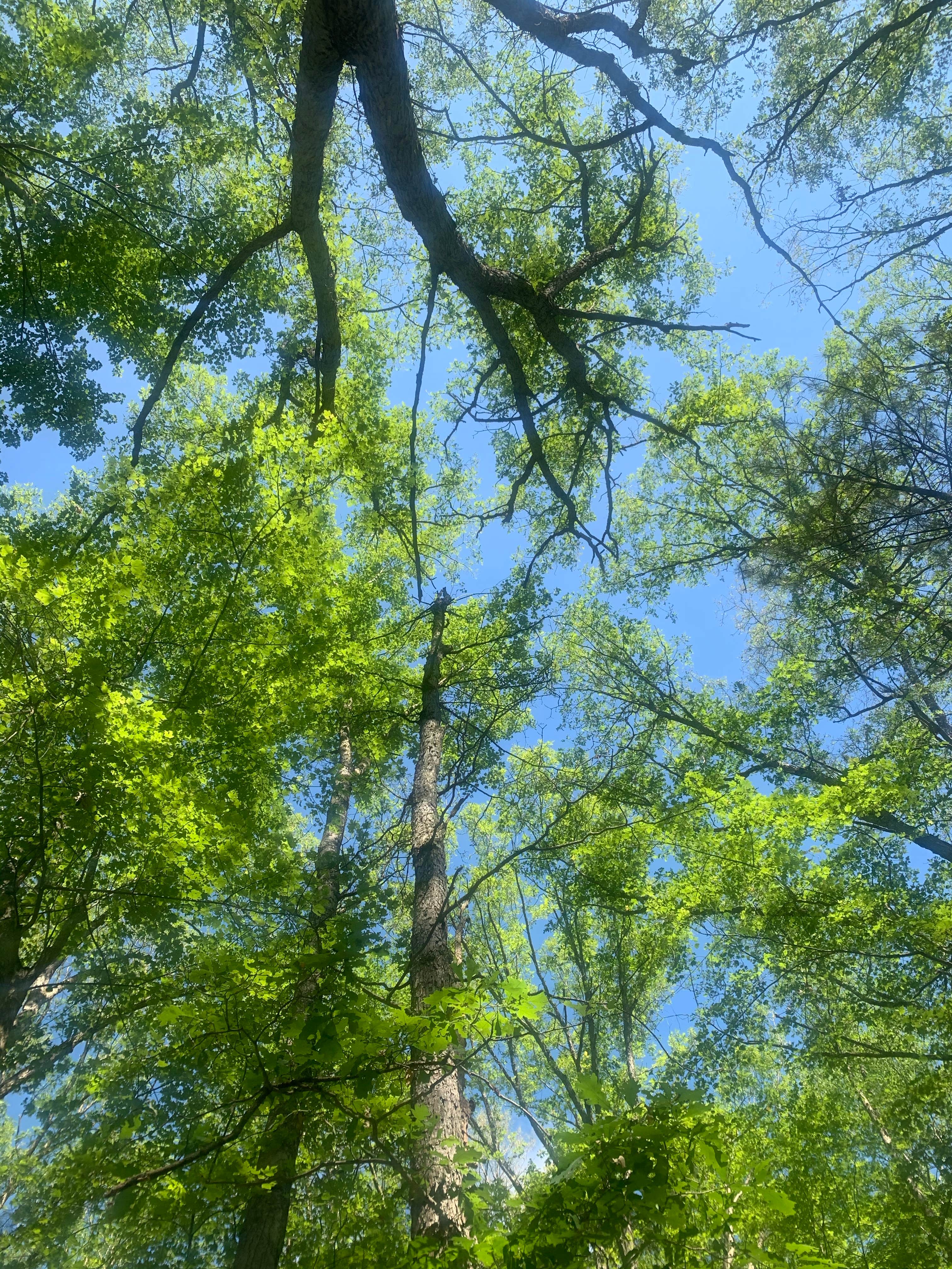 Camping near Tippy Dam State Recreation Area: Tippy Dam Road Cabins & Campground, Wellston, Michigan
