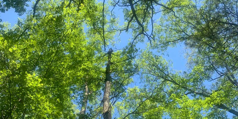 Camper submitted image from Tippy Dam Road Cabins & Campground