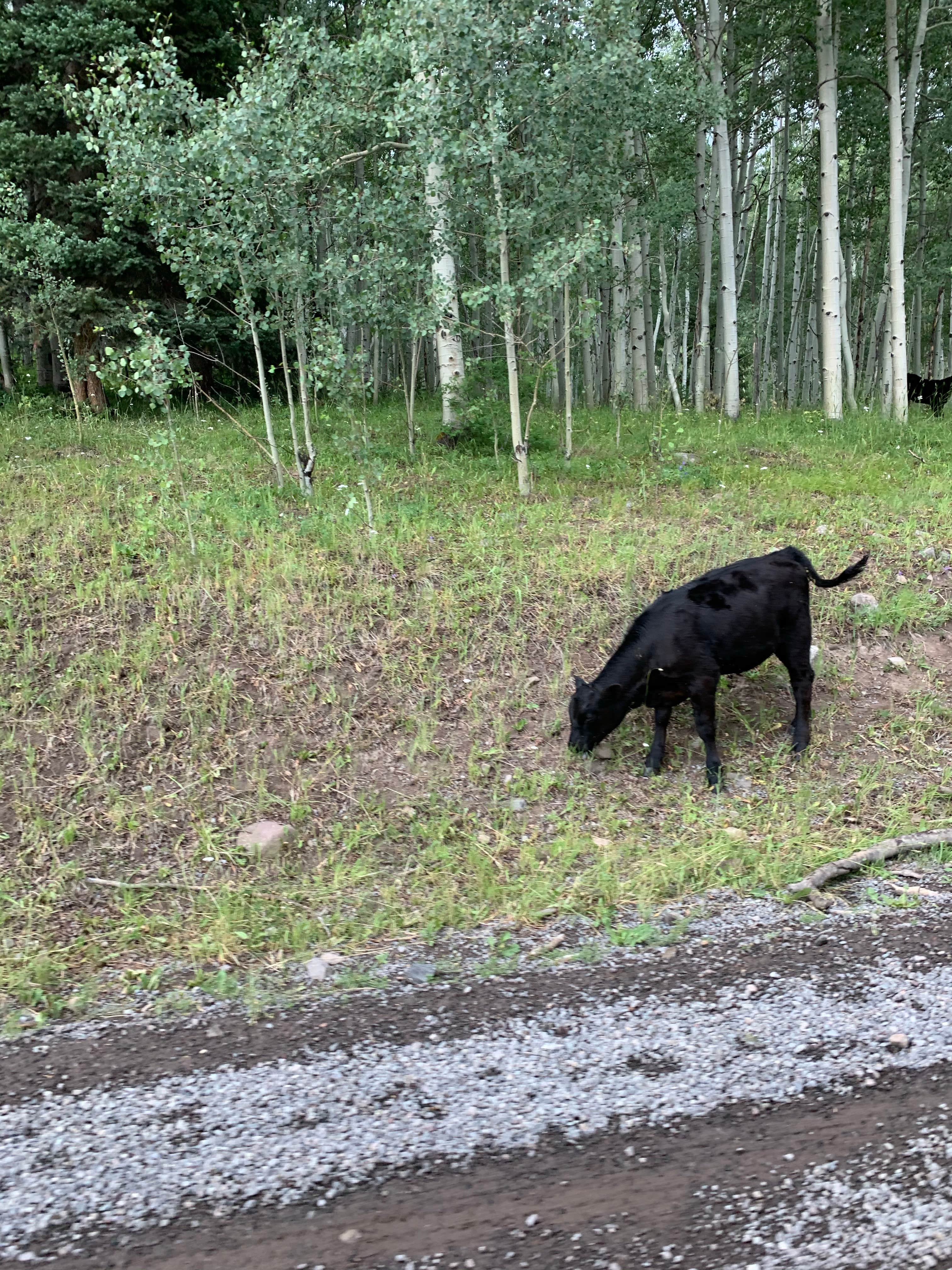 Mishel W.'s photo of camping with pets at Owl Creek Pass near Ridgway, CO