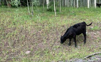 Mishel W.'s photo of camping with pets at Owl Creek Pass near Ridgway, CO