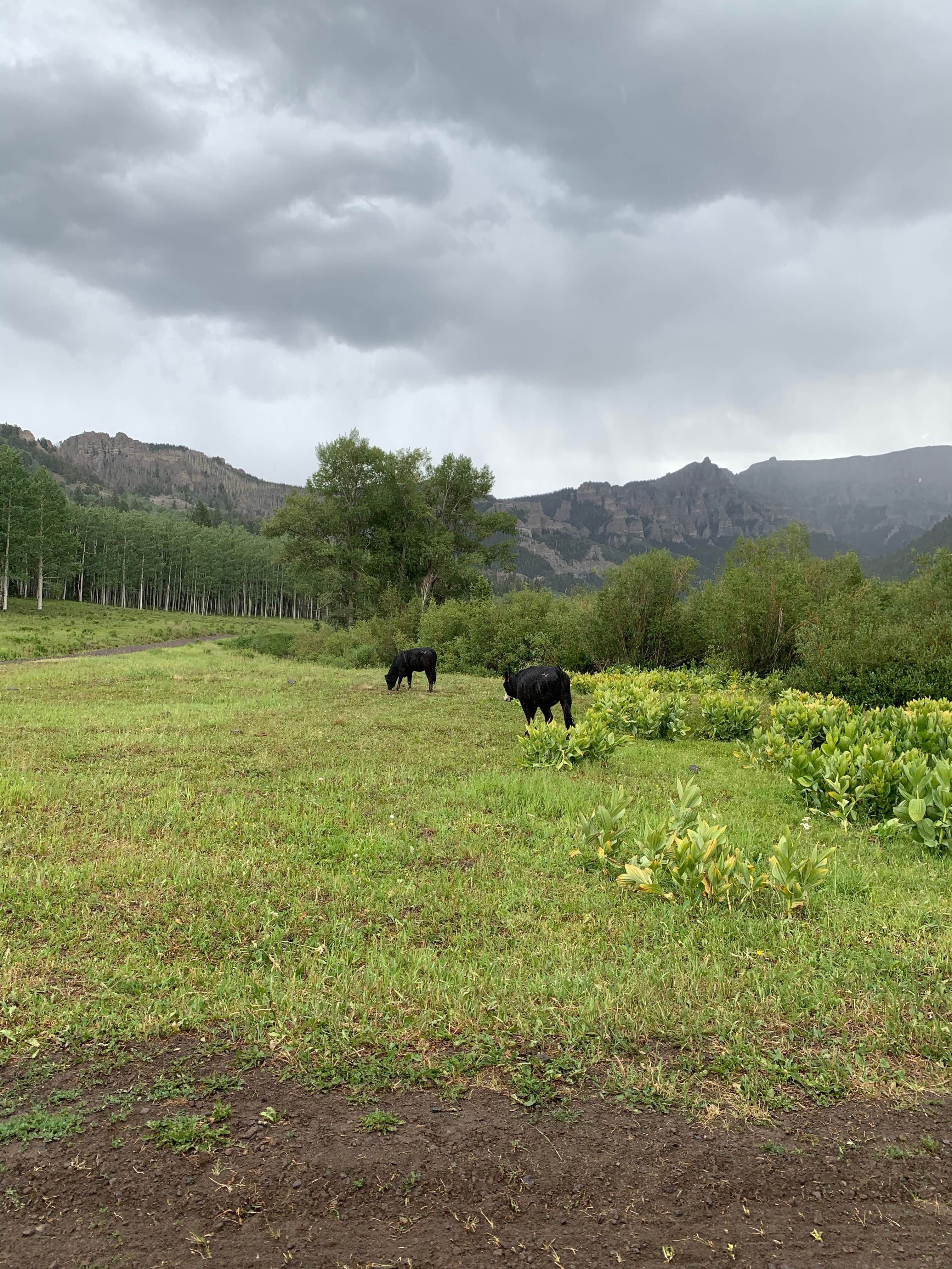 Camper-submitted photo at Owl Creek Pass near Lake City, CO