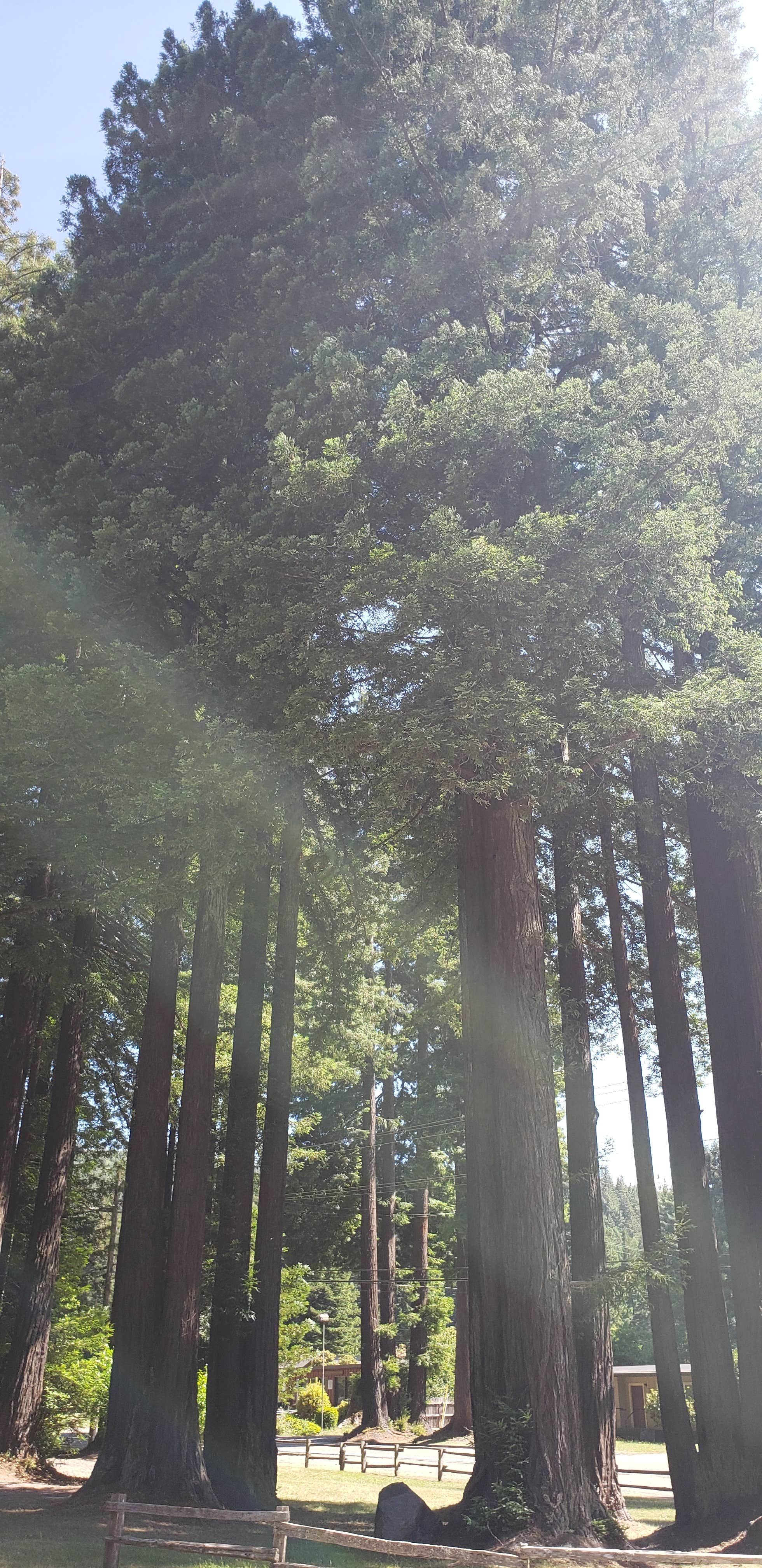 Camper-submitted photo at Redcrest Resort near Weott, CA