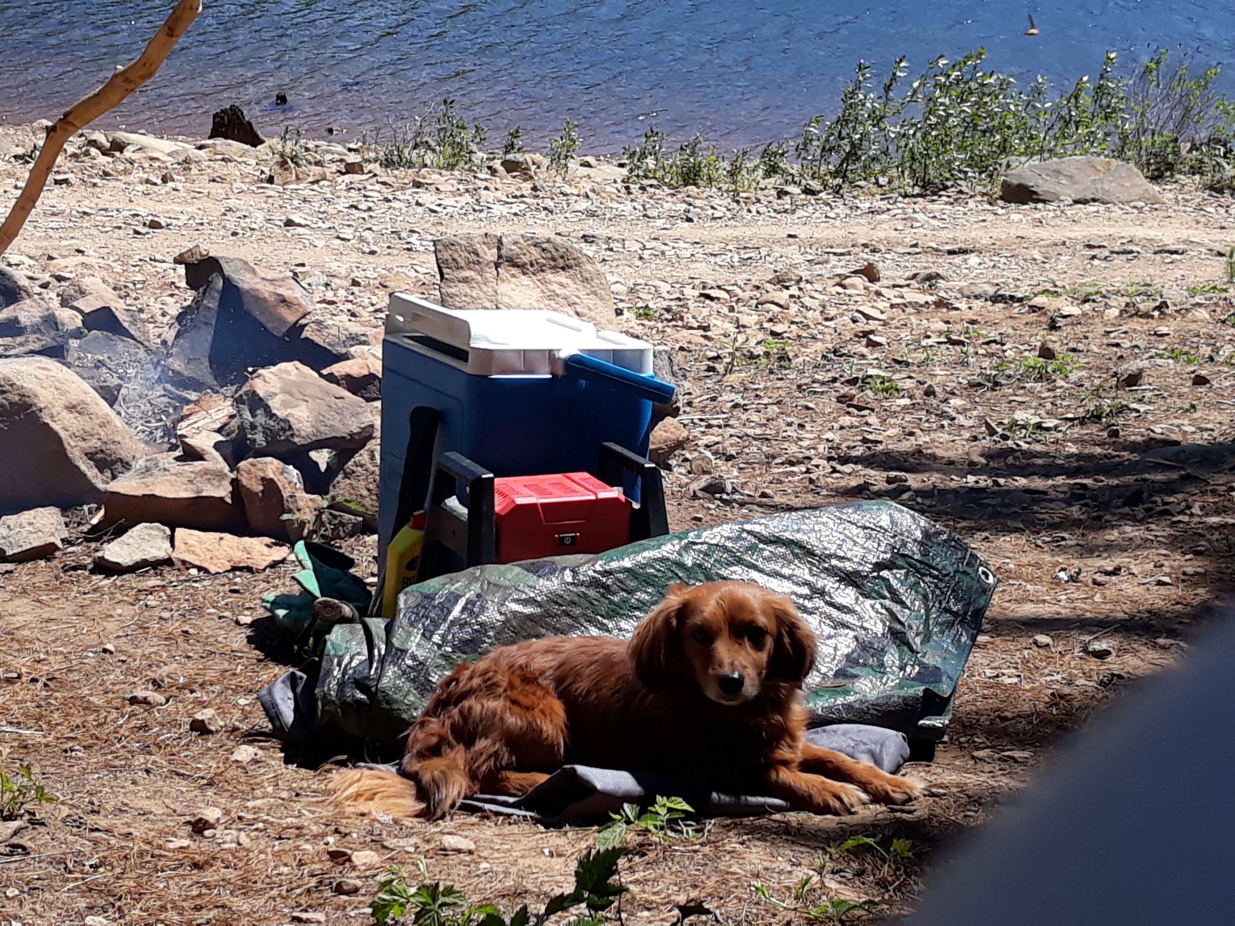 Rebekah H.'s photo of camping with pets at Clear Lake Campground near Rhododendron, OR
