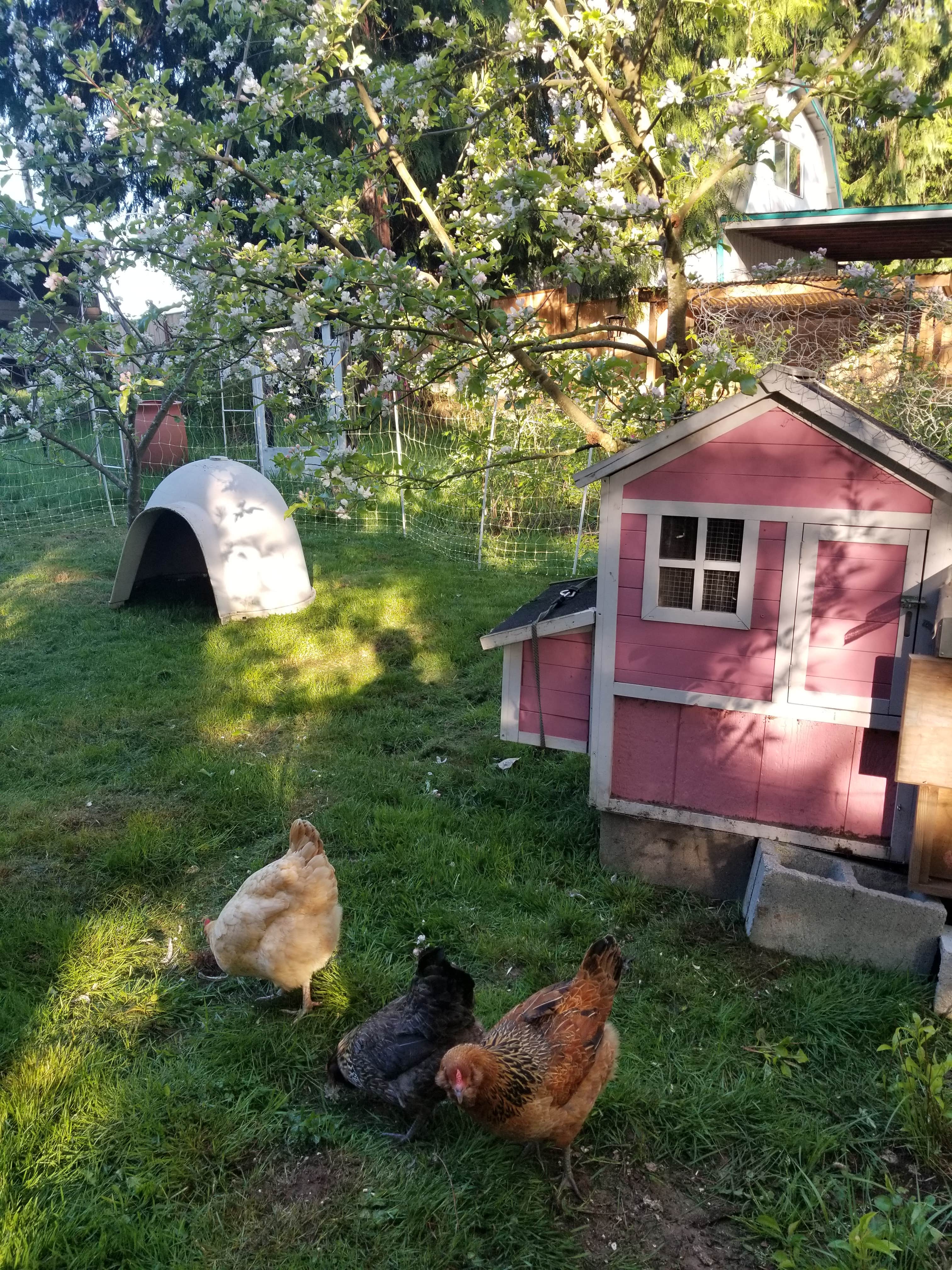 Camper submitted image from Healthy Temptations Micro-Farm - 2
