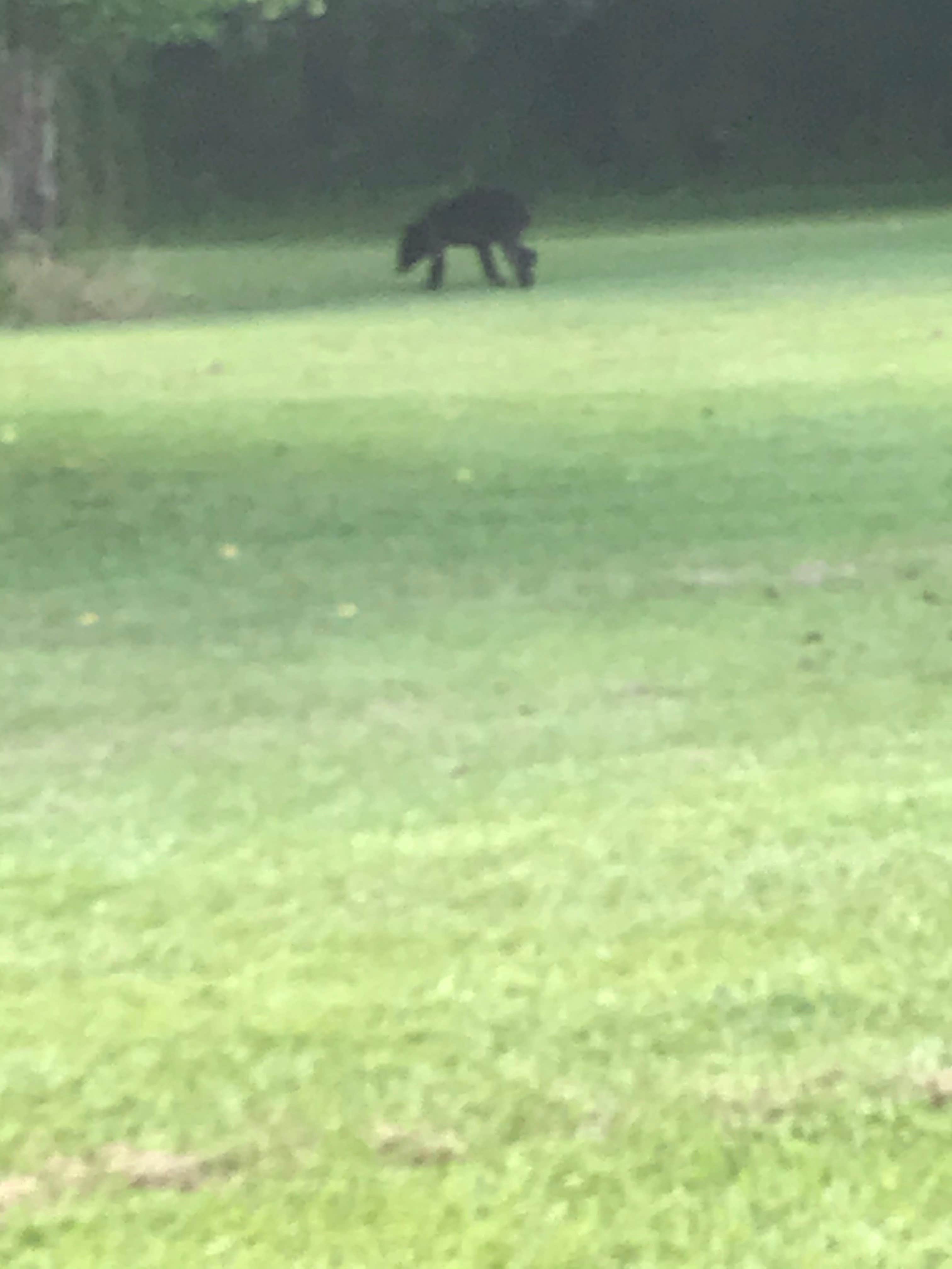 Camper-submitted photo at Pettigrew State Park Campground near Creswell, NC