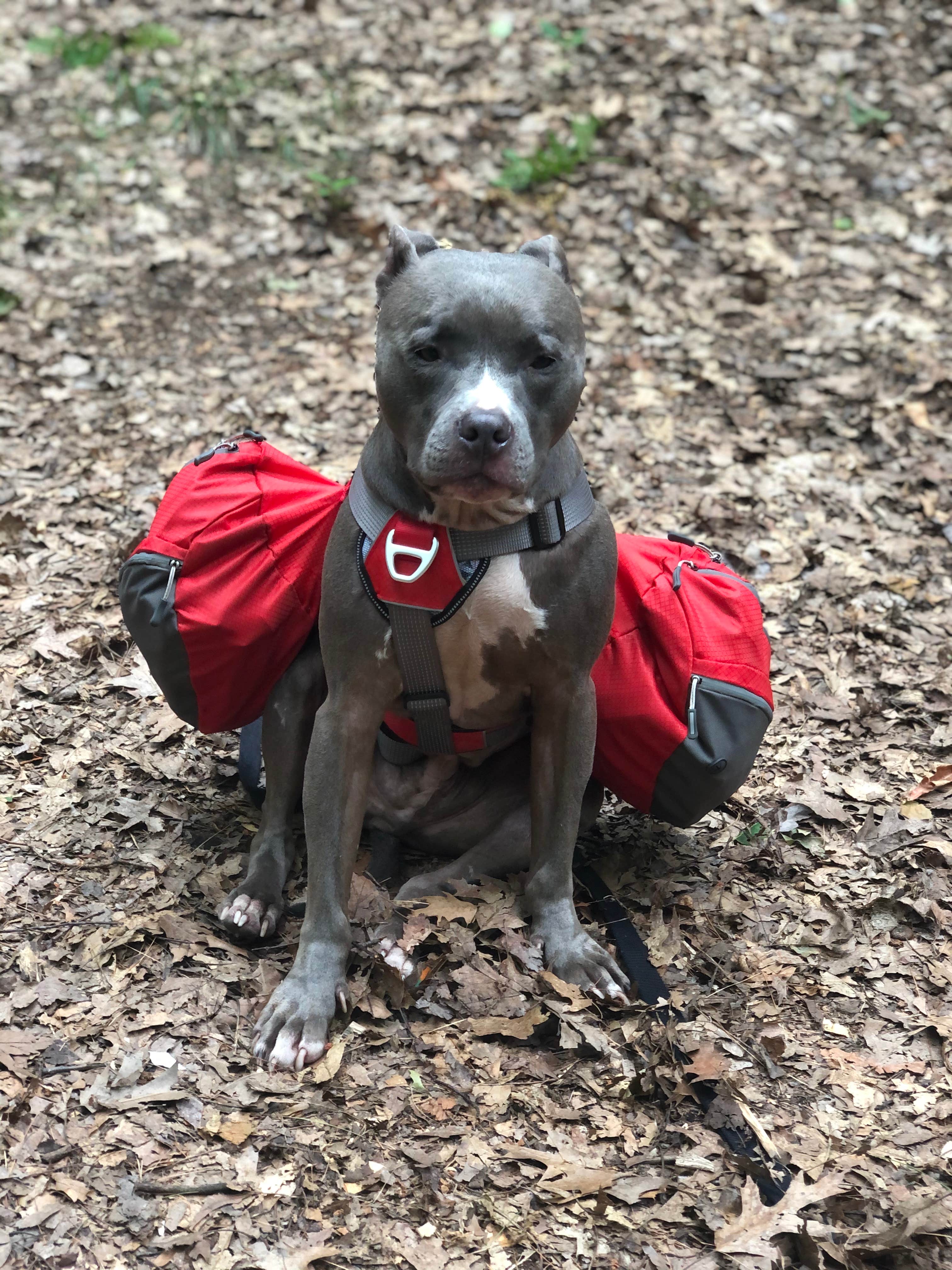 Merry L.'s photo of camping with pets at Nordhouse Dunes Wilderness near Free Soil, MI