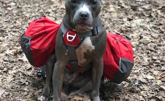 Merry L.'s photo of camping with pets at Nordhouse Dunes Wilderness near Free Soil, MI
