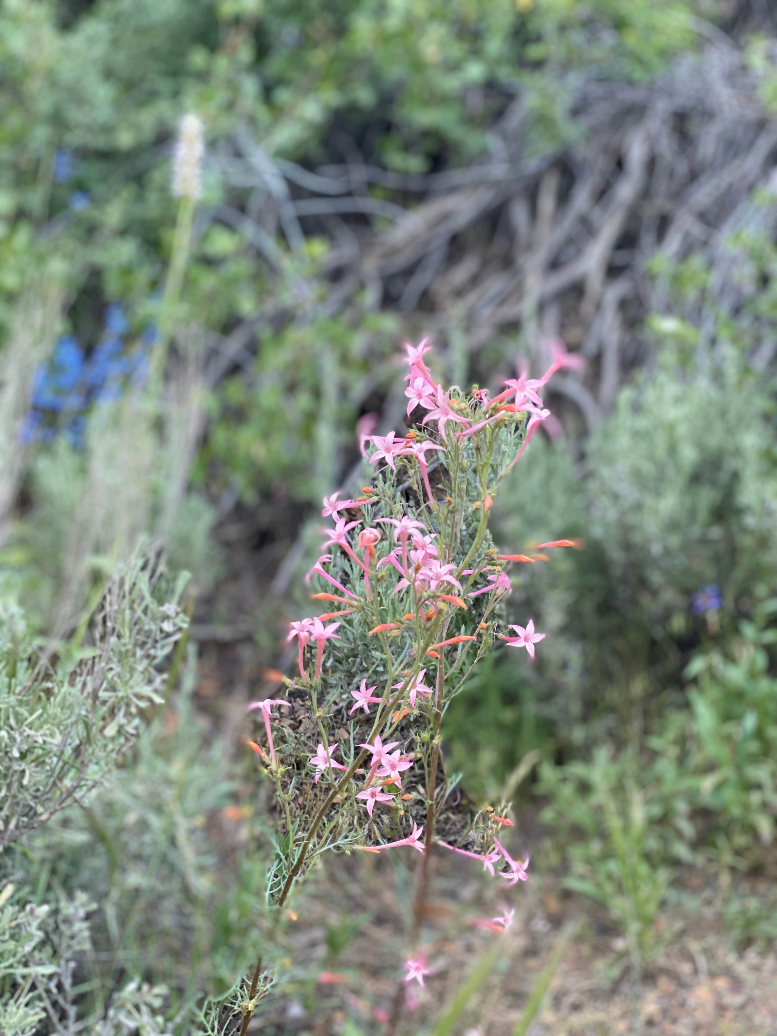 Camper-submitted photo at Jarbidge near Owyhee, NV