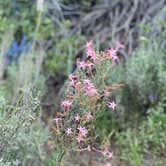 Review photo of Jarbidge by Chani K., July 17, 2020