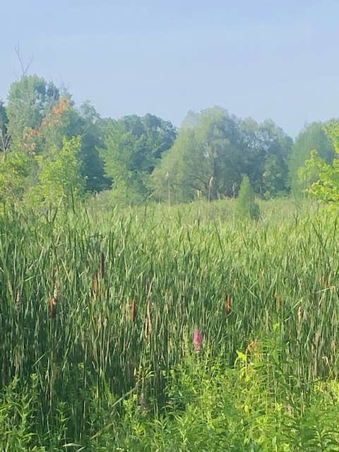 Camping near D-bar-A Scout Ranch (Boy Scout Use Only): Clearwater Campground, Ortonville, Michigan
