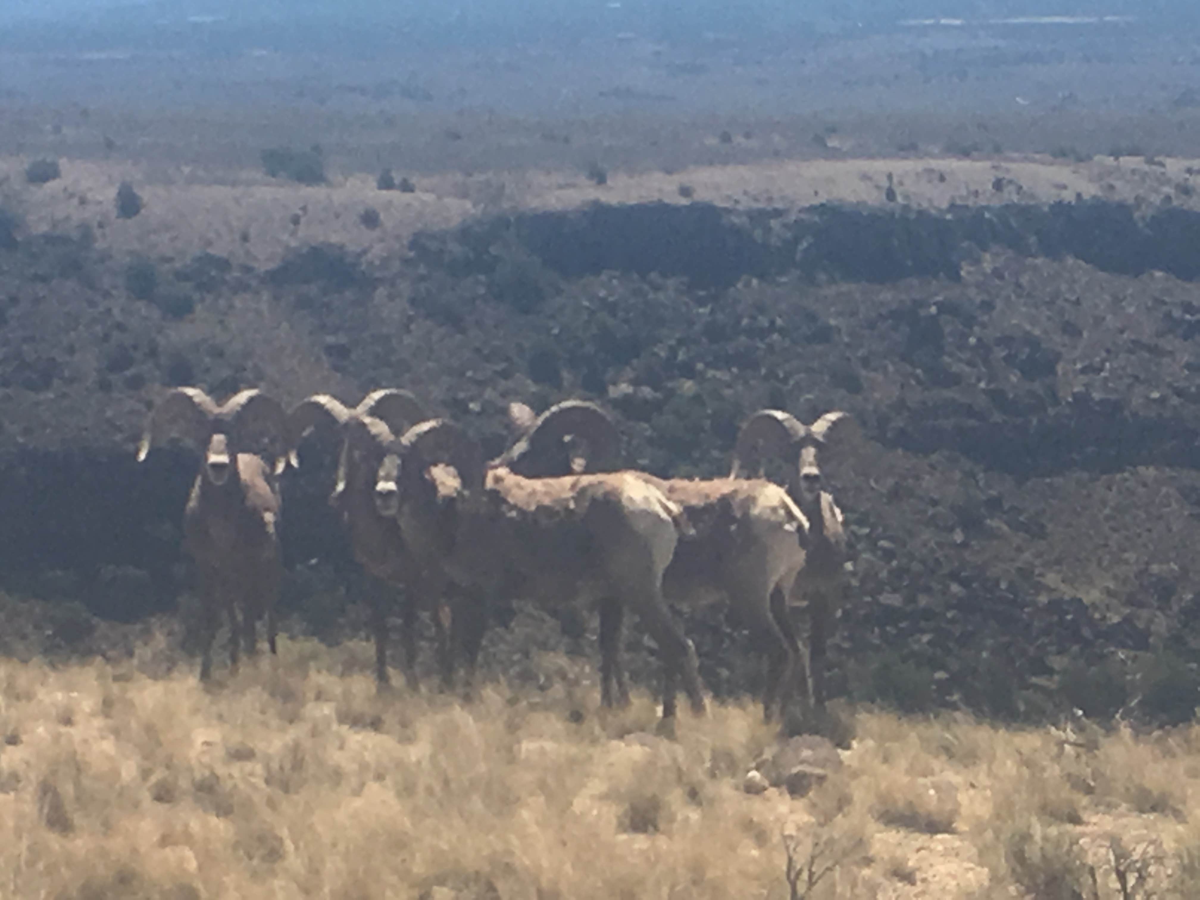 Camper submitted image from BLM Orilla Verde Recreation Area - 5