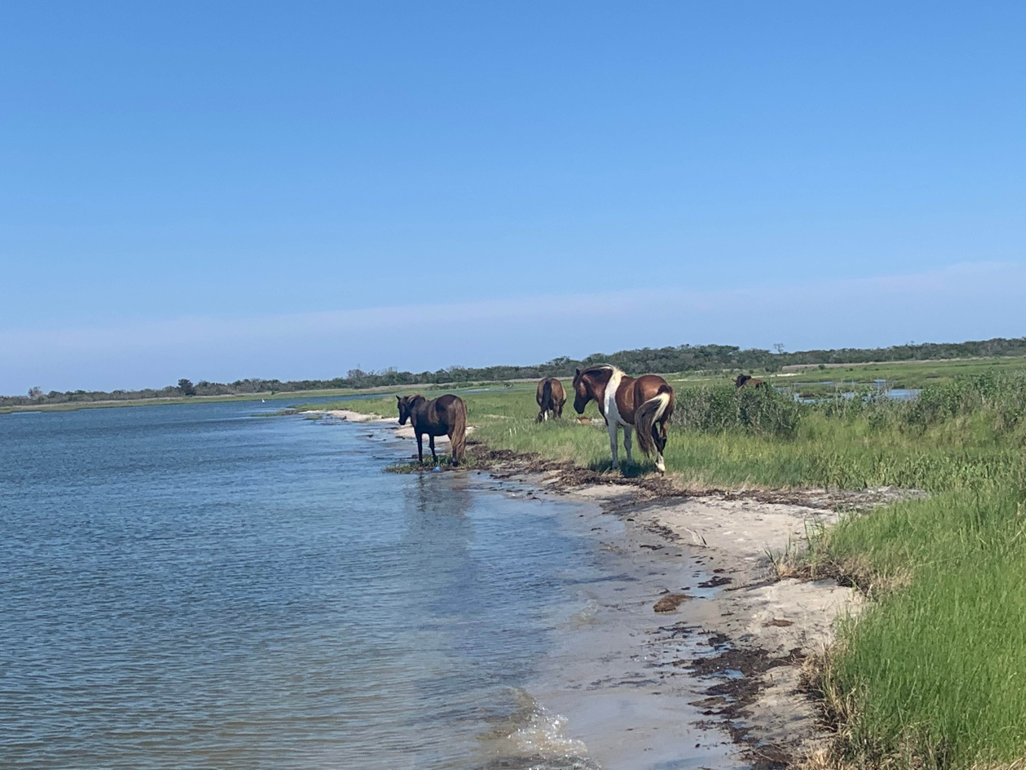Rachel W.'s photo of camping with a horse at Bayside Assateague Campground — Assateague Island National Seashore near Chincoteague, VA