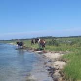 Review photo of Bayside Assateague Campground — Assateague Island National Seashore by Rachel W., July 17, 2020