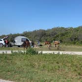 Review photo of Bayside Assateague Campground — Assateague Island National Seashore by Rachel W., July 17, 2020