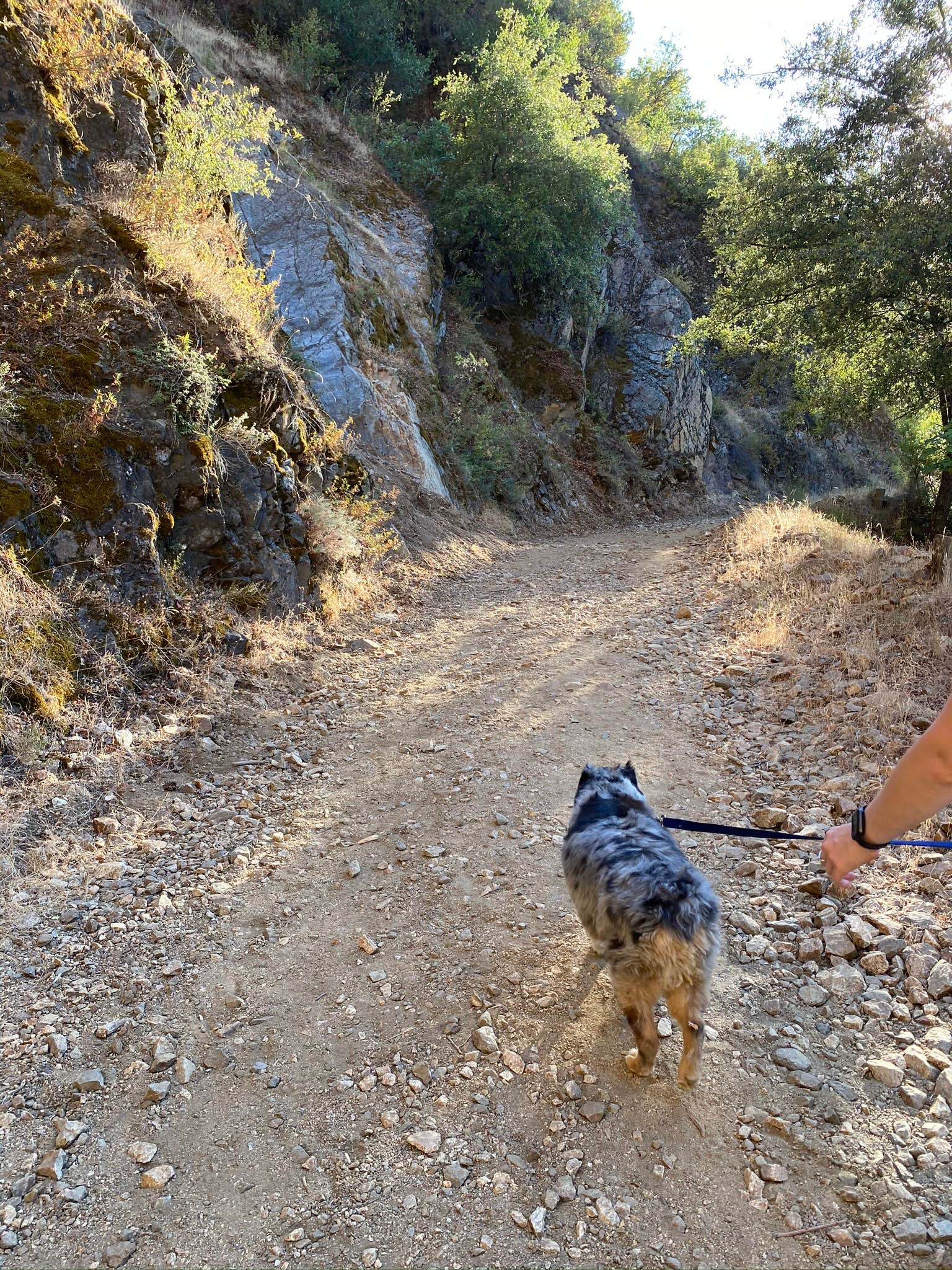 Jane P.'s photo of camping with pets at Los Padres National Forest Arroyo Seco Campground near Carmel Valley Village, CA