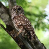 Review photo of Elkmont Campground — Great Smoky Mountains National Park by Merry L., July 17, 2020