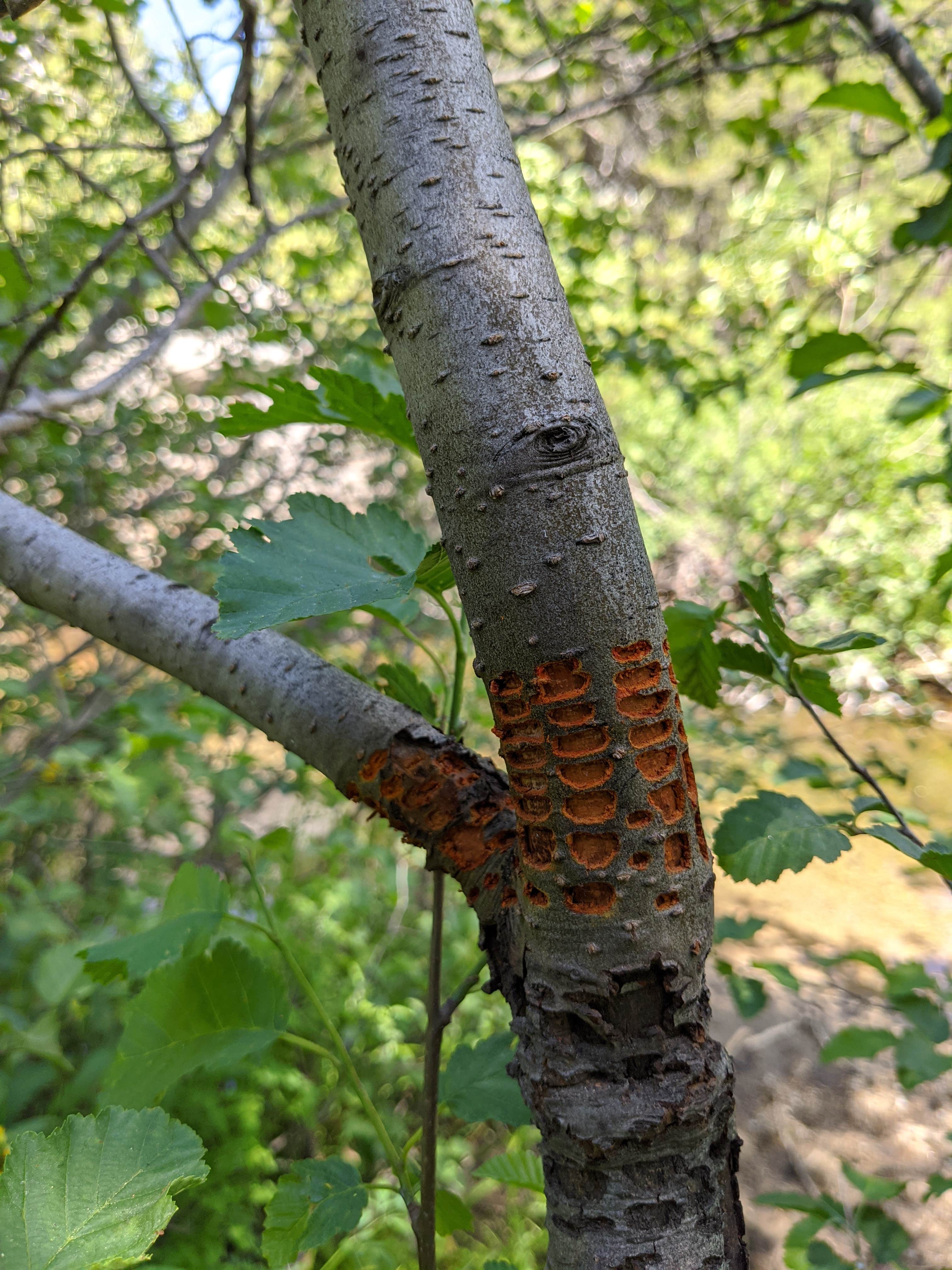 Camper-submitted photo at Pacific Valley Campground near Coleville, CA