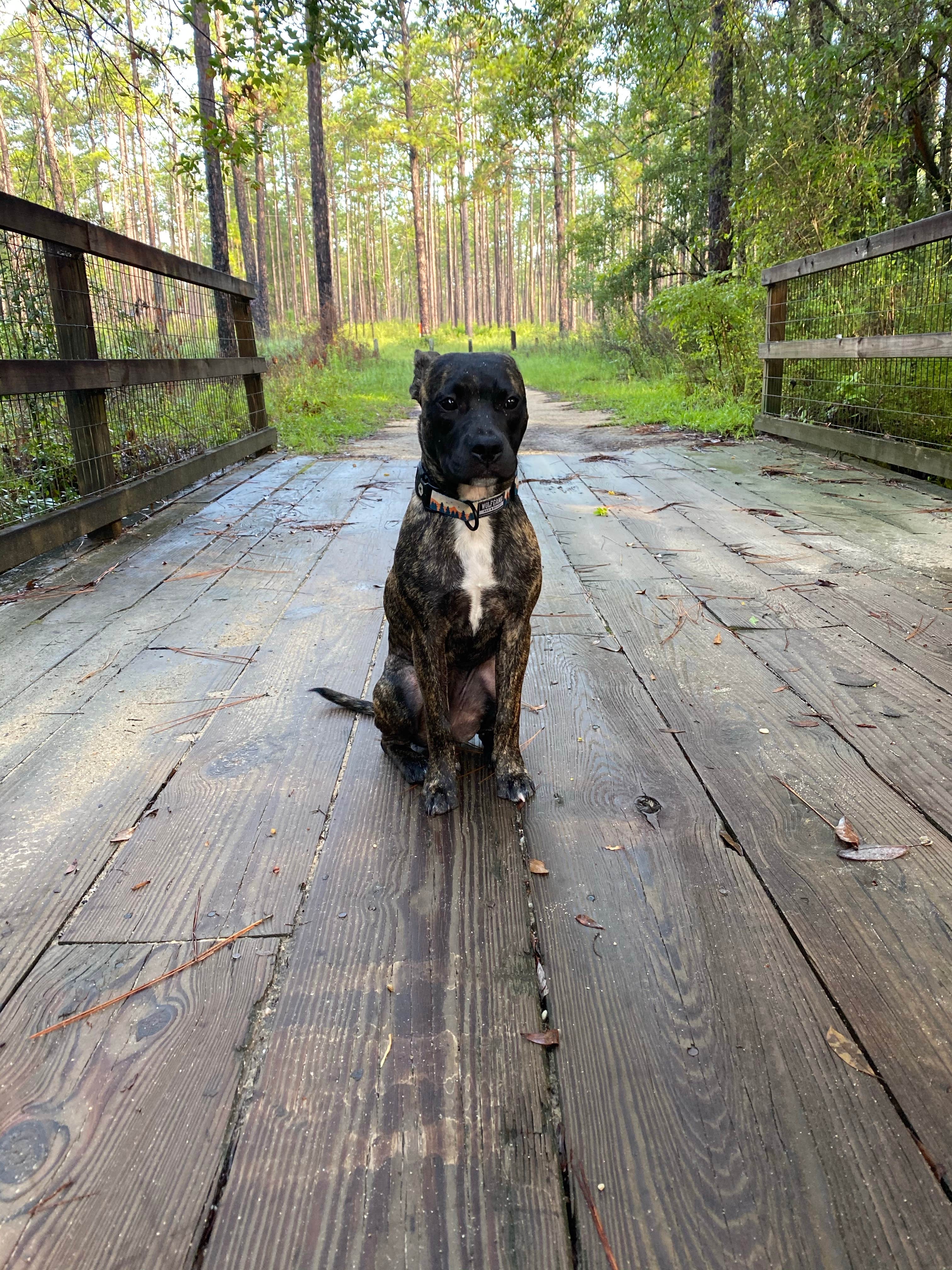 KALEB W.'s photo of camping with pets at Blackwater River State Park Campground near Wing, AL