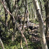 Review photo of Baker Creek Campground — Great Basin National Park by Thomas B., July 17, 2020