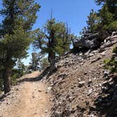 Review photo of Baker Creek Campground — Great Basin National Park by Thomas B., July 17, 2020