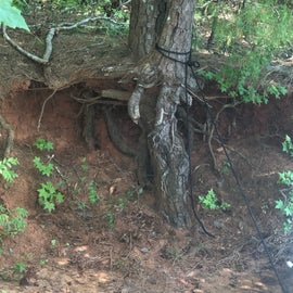 A tree below the ground
