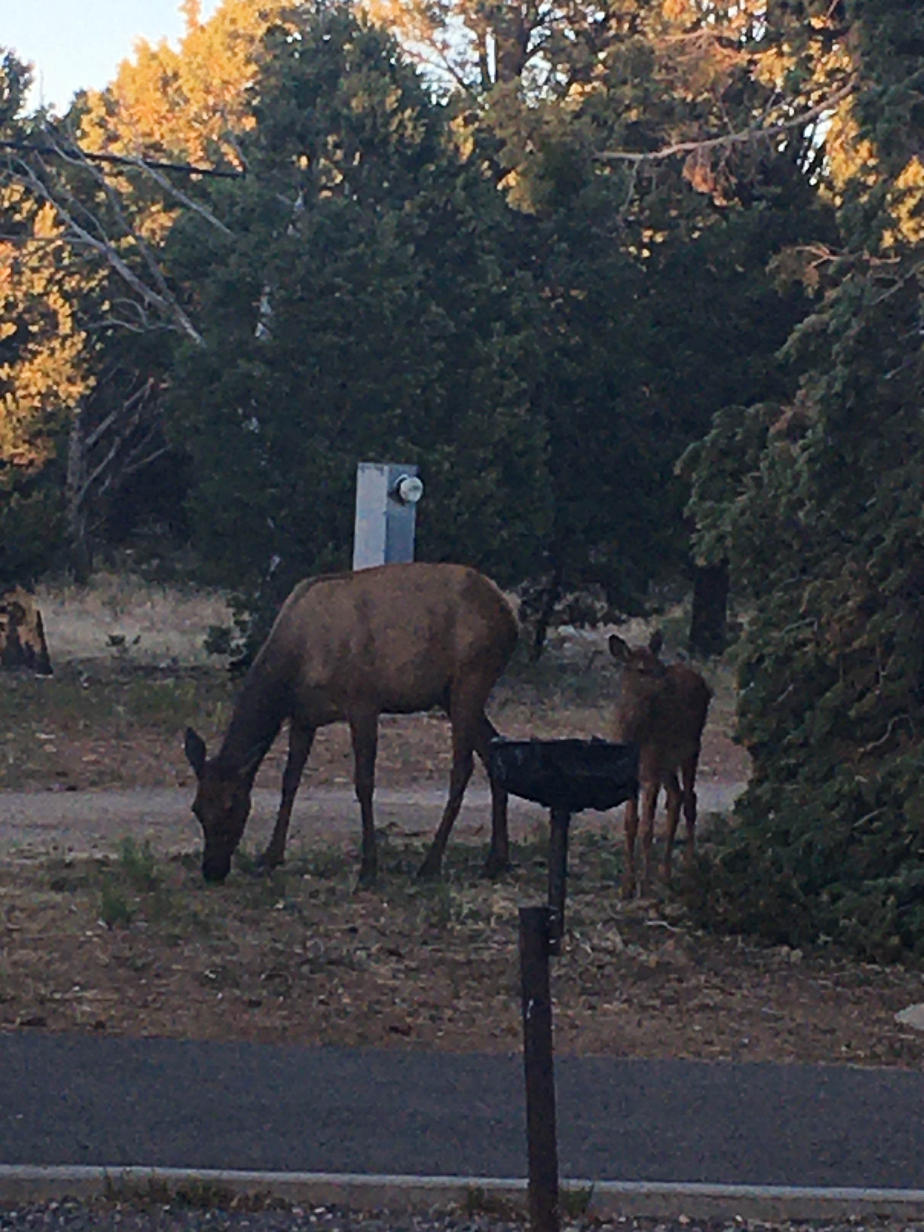 Camper submitted image from Trailer Village RV Park — Grand Canyon National Park - 3