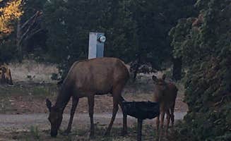 Karen B.'s photo of camping with a horse at Trailer Village RV Park — Grand Canyon National Park in Arizona
