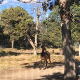 Review photo of Trailer Village RV Park — Grand Canyon National Park by Karen  B., July 18, 2020