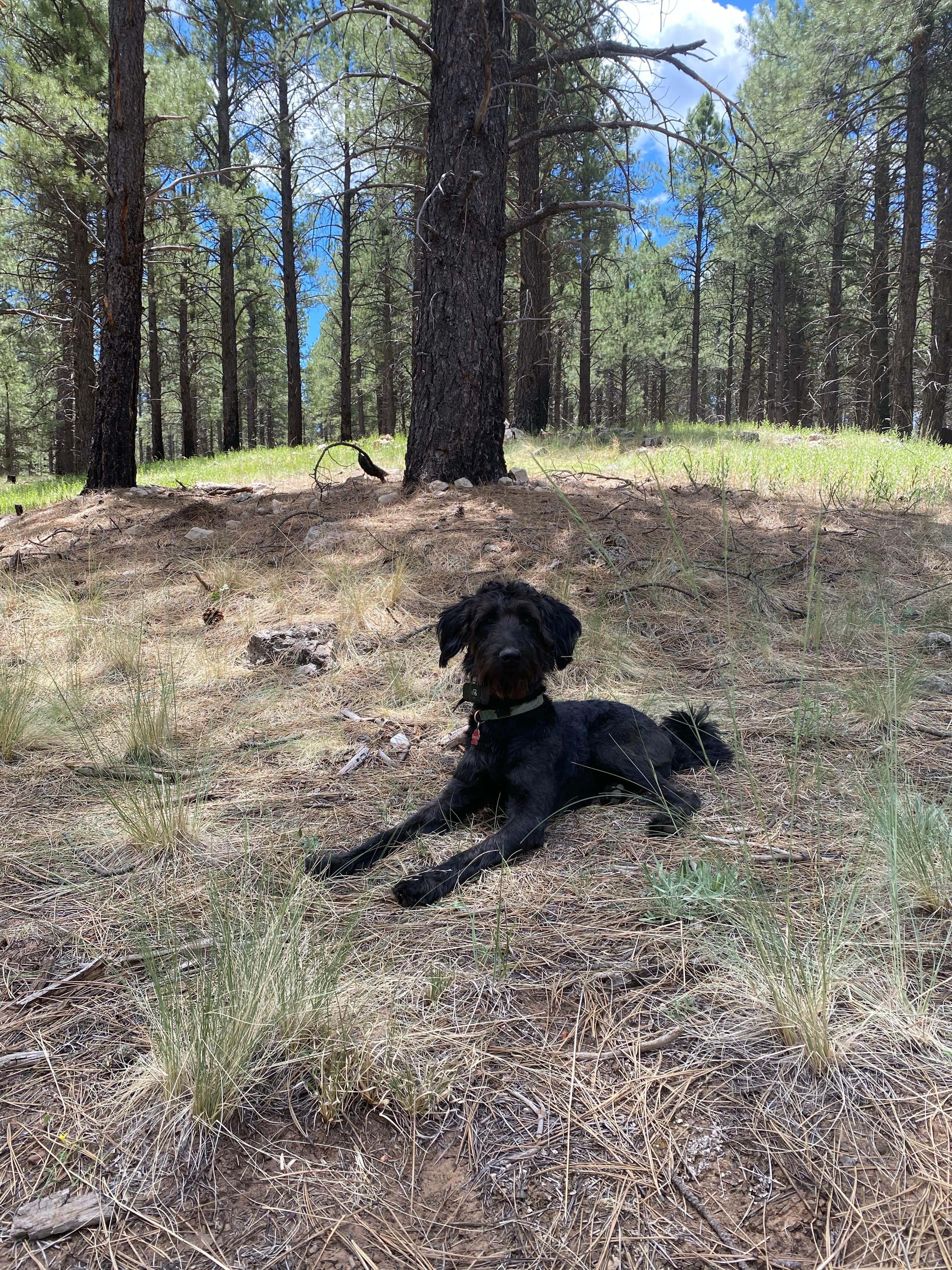 Magda S.'s photo of camping with pets at Lake Mary Recreation Corridor near Flagstaff, AZ