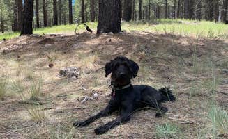 Magda S.'s photo of camping with pets at Lake Mary Recreation Corridor near Mormon Lake, AZ