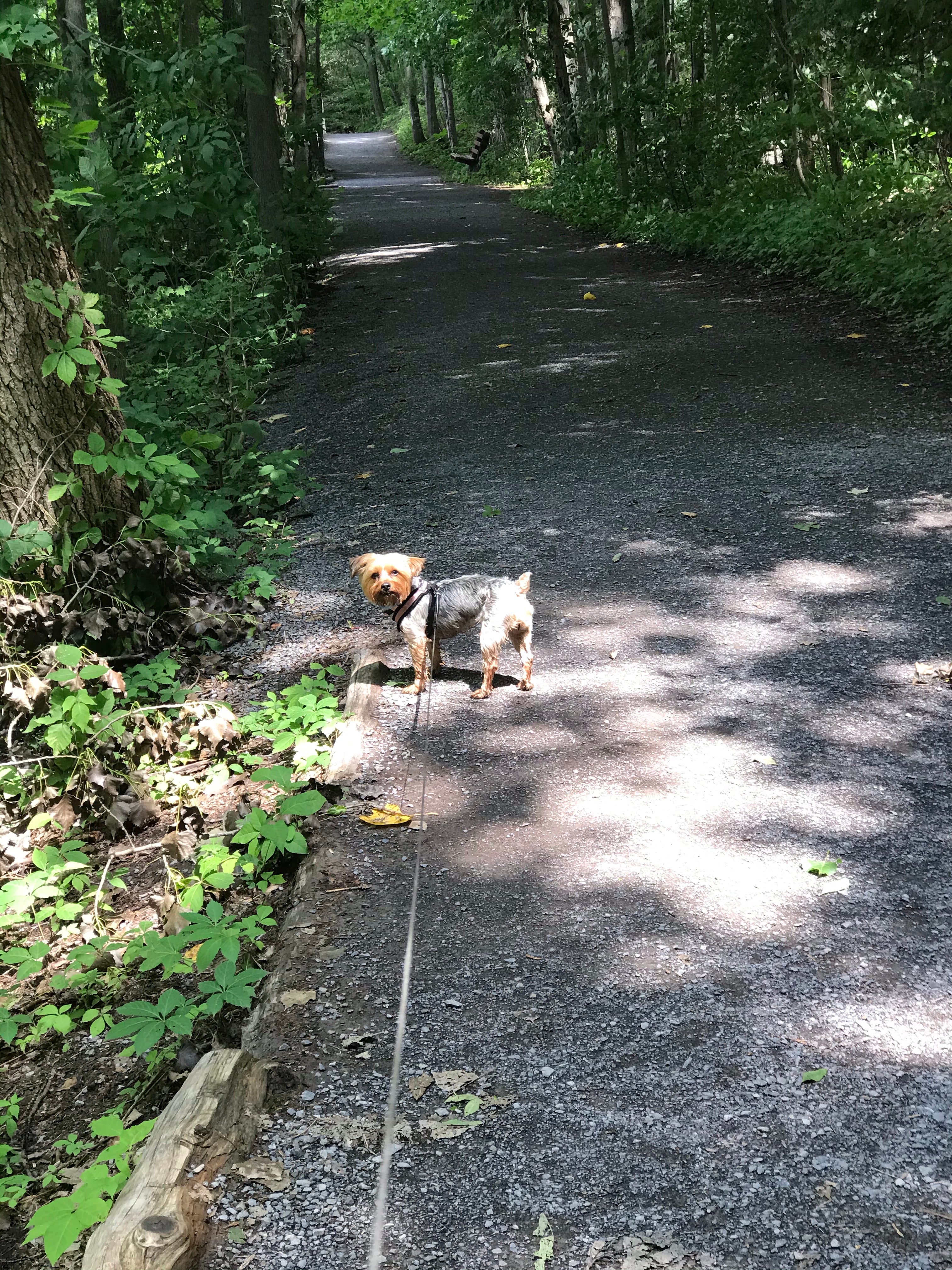 Cocoa on her daily 5 mile walk. There are much shorter trails but I love taking my time and walking around the lakes.