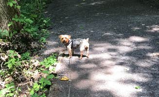 Kelly J.'s photo of camping with pets at Green Lakes State Park Campground near Verona Beach, NY