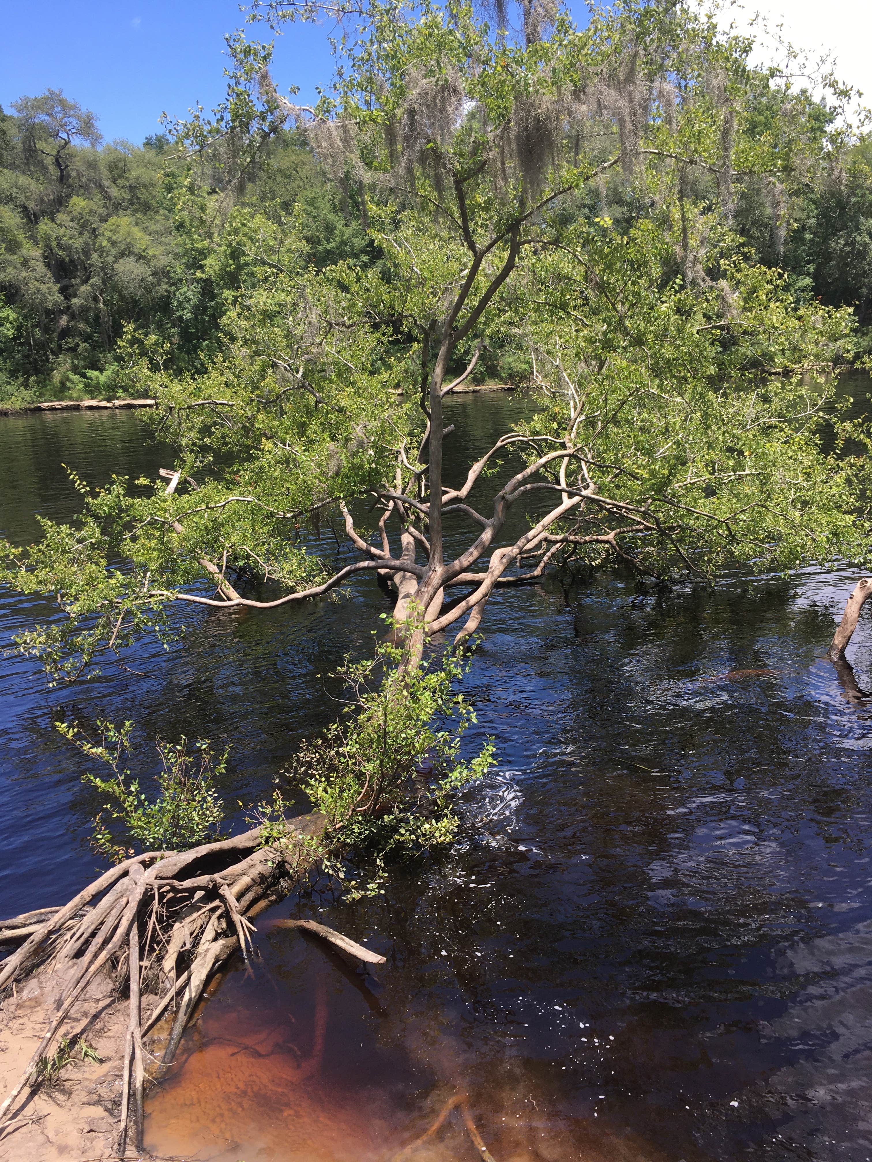 Camper submitted image from Suwannee River Rendezvous Resort - 4