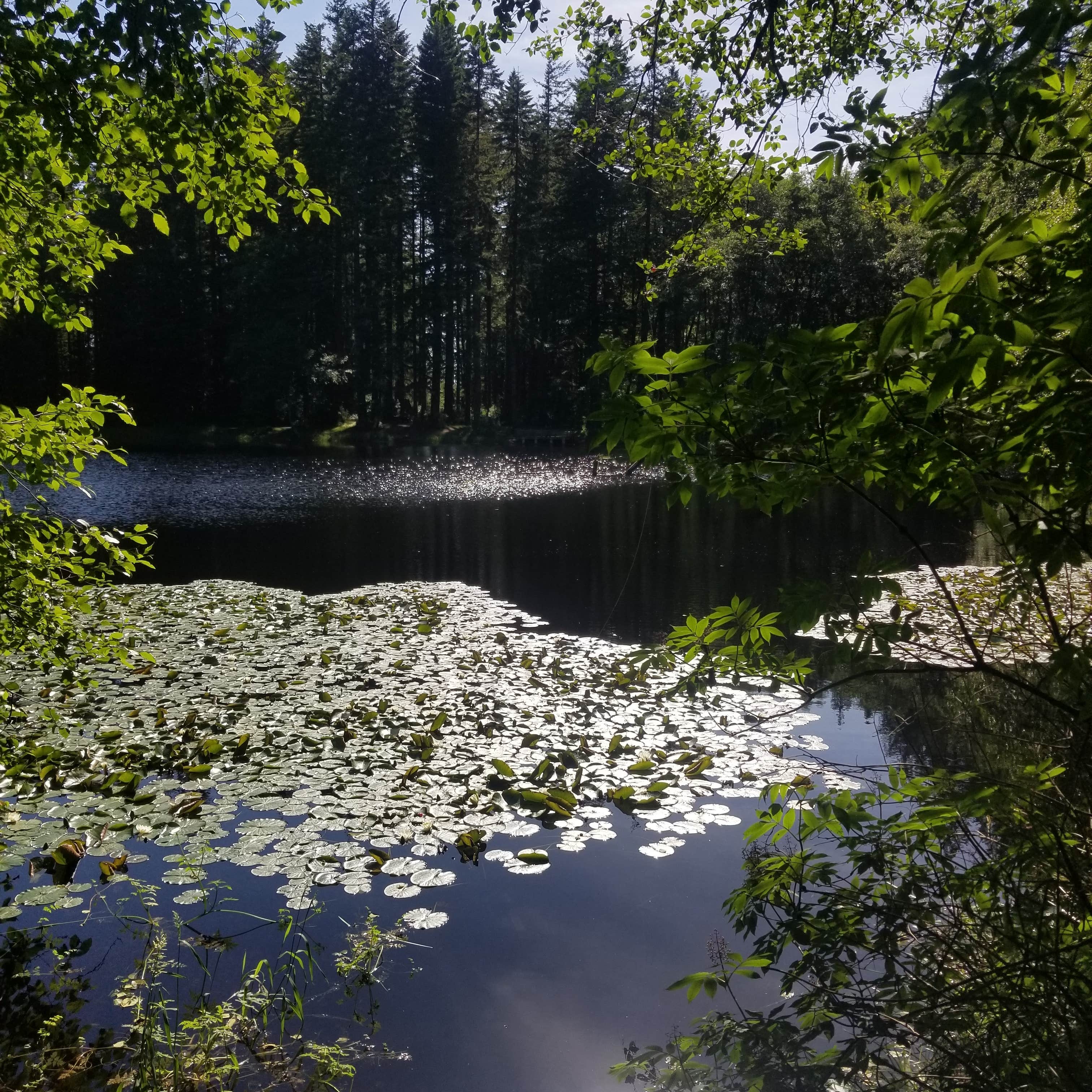 Hebo Lake Campground Camping The Dyrt