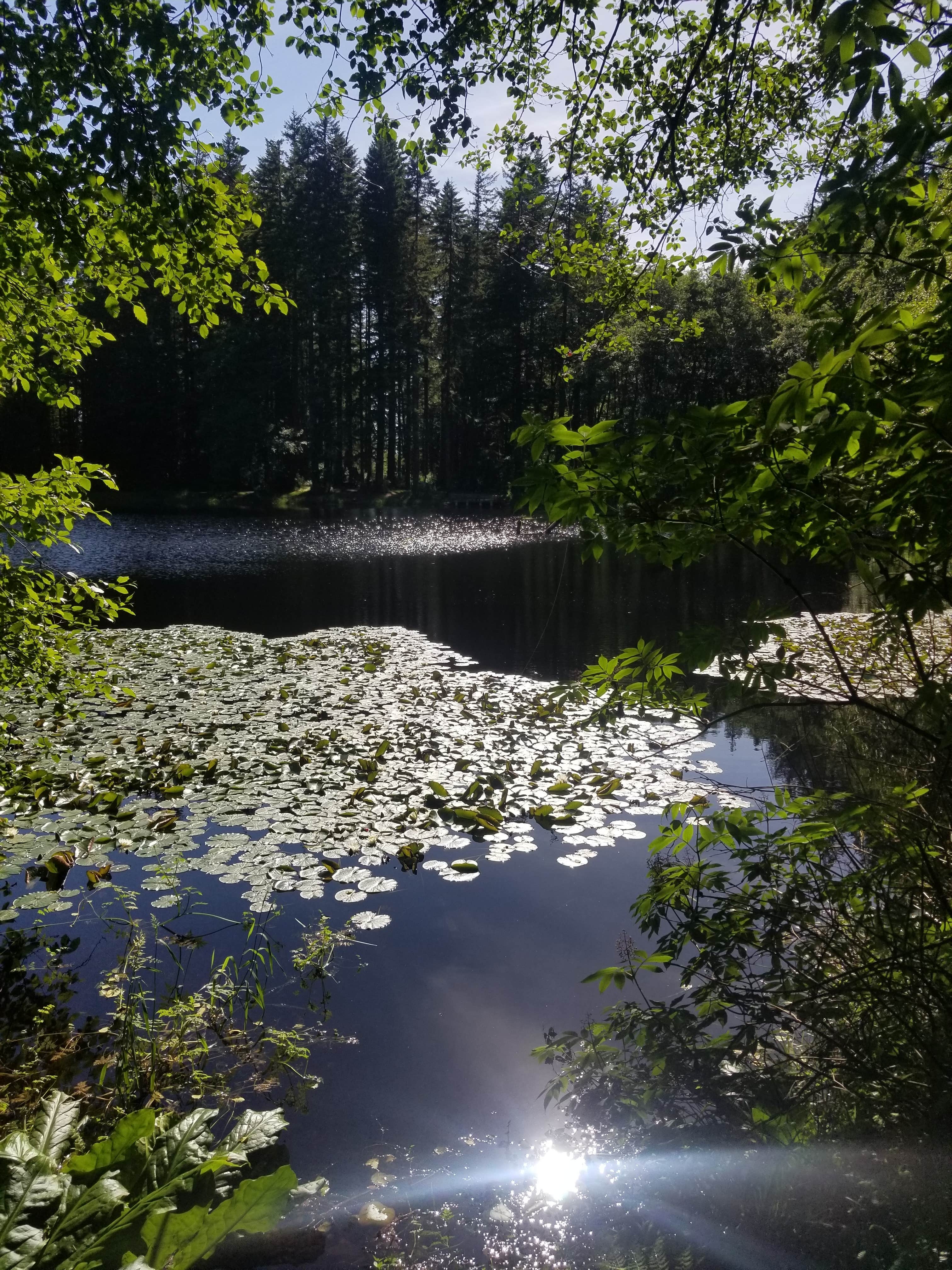 Camper submitted image from Hebo Lake Campground - 3