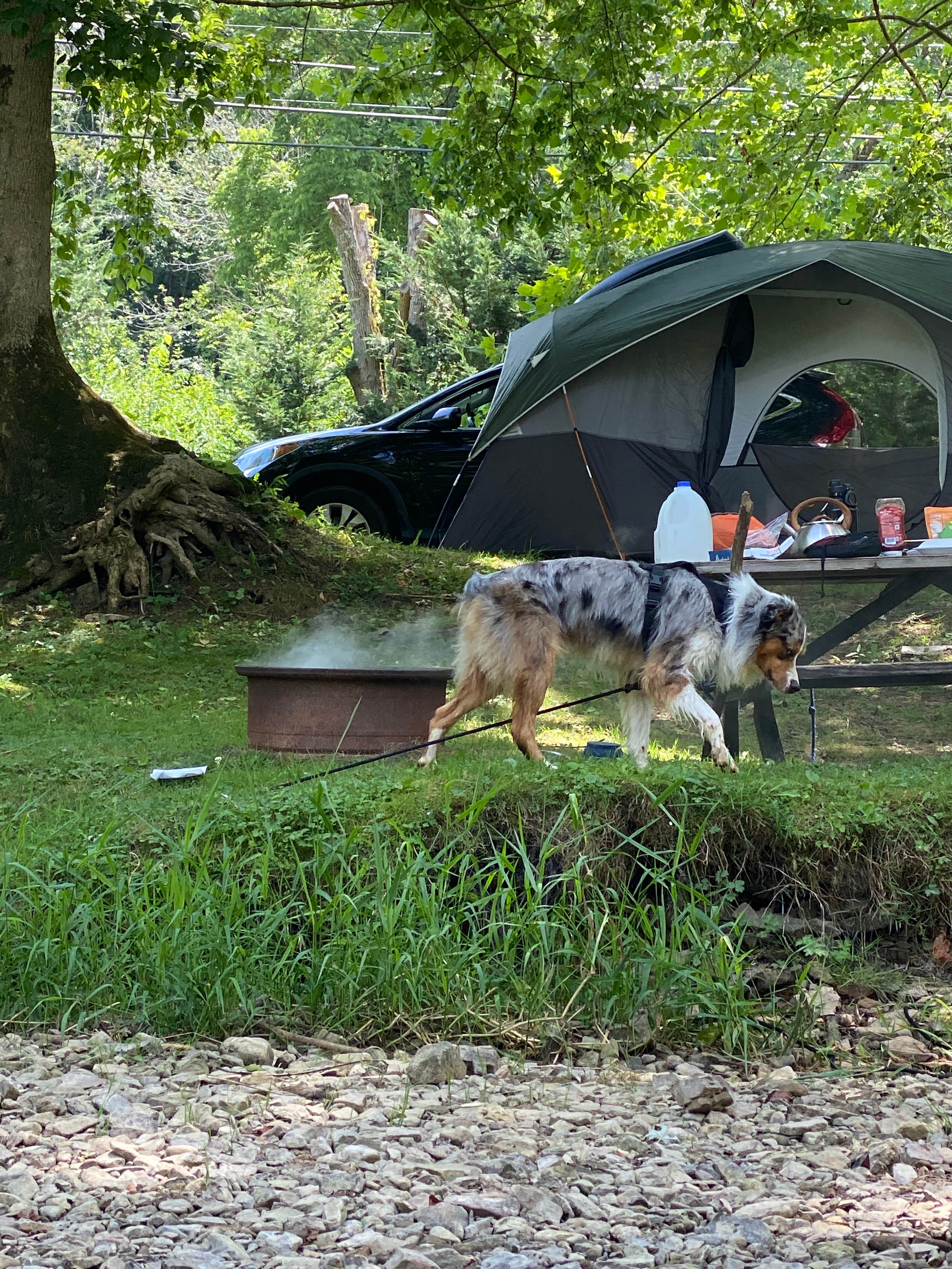 Camper submitted image from Jessie Lea RV Park and Campground - 3