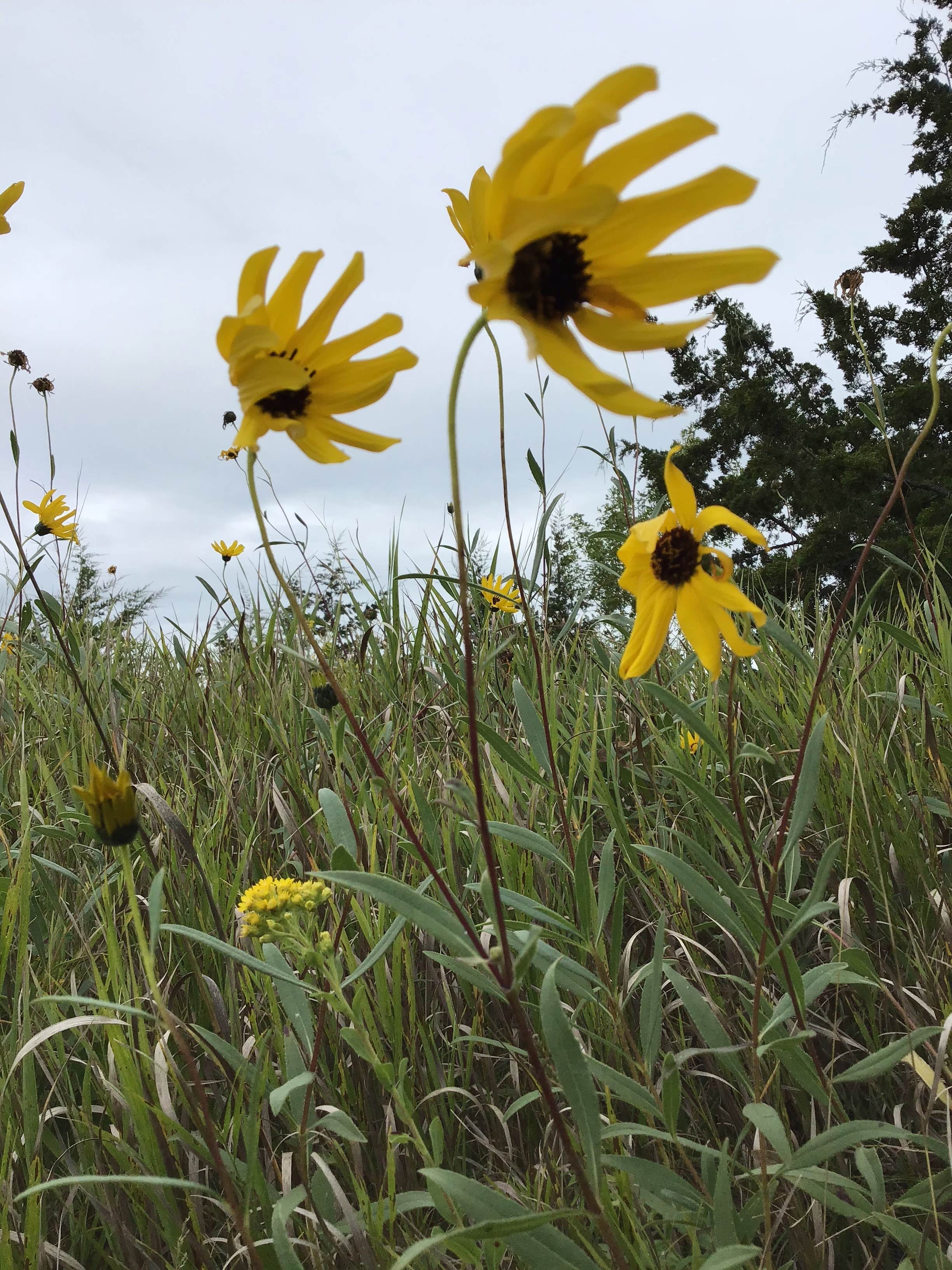 Camper-submitted photo at Camping 109 RV Park near Corona, SD