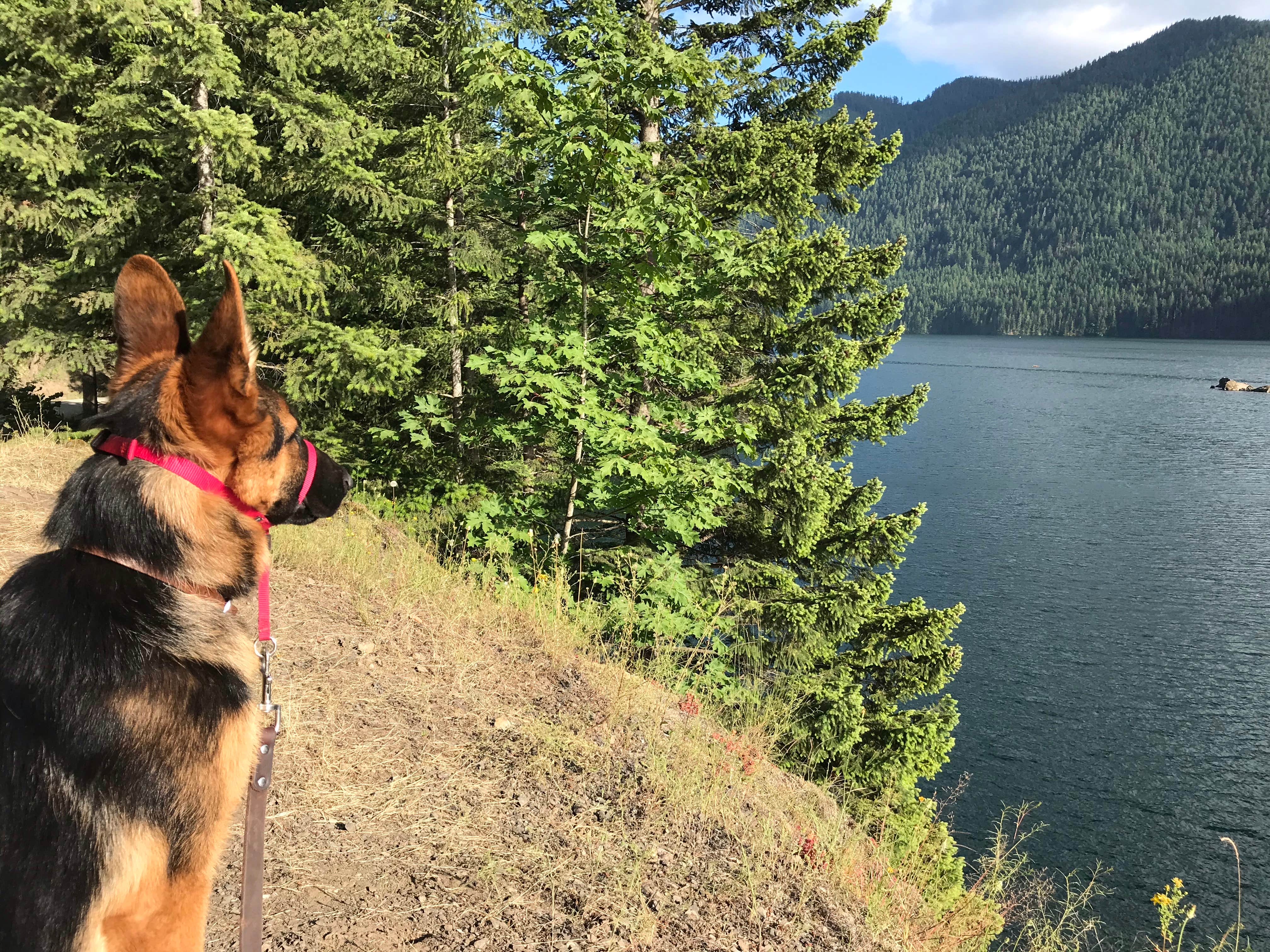 Carolyn P.'s photo of camping with pets at Staircase Campground - Olympic National Park near Olympic National Forest
