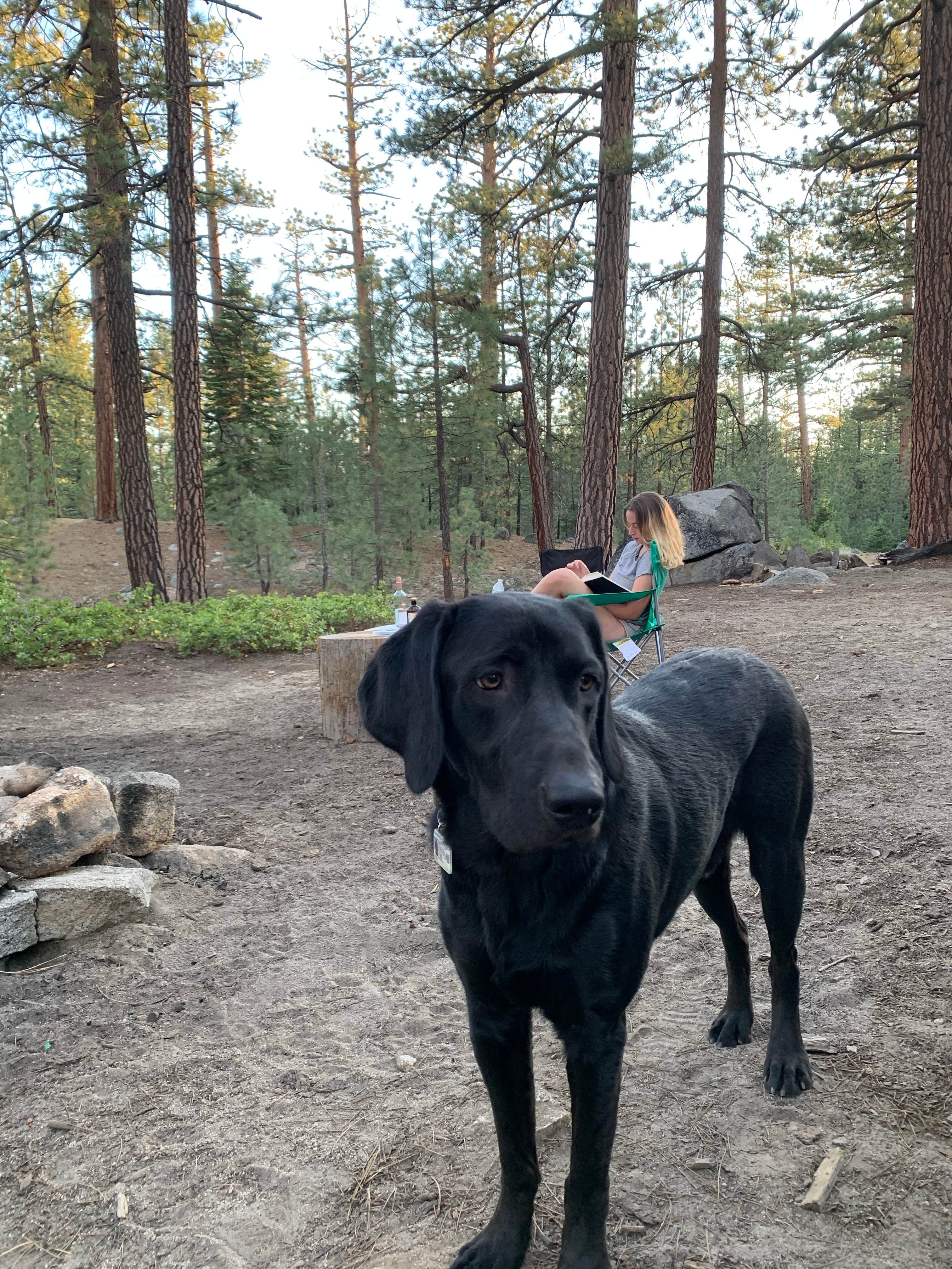 Bryce B.'s photo of camping with pets at Mono Hot Springs near Lakeshore, CA
