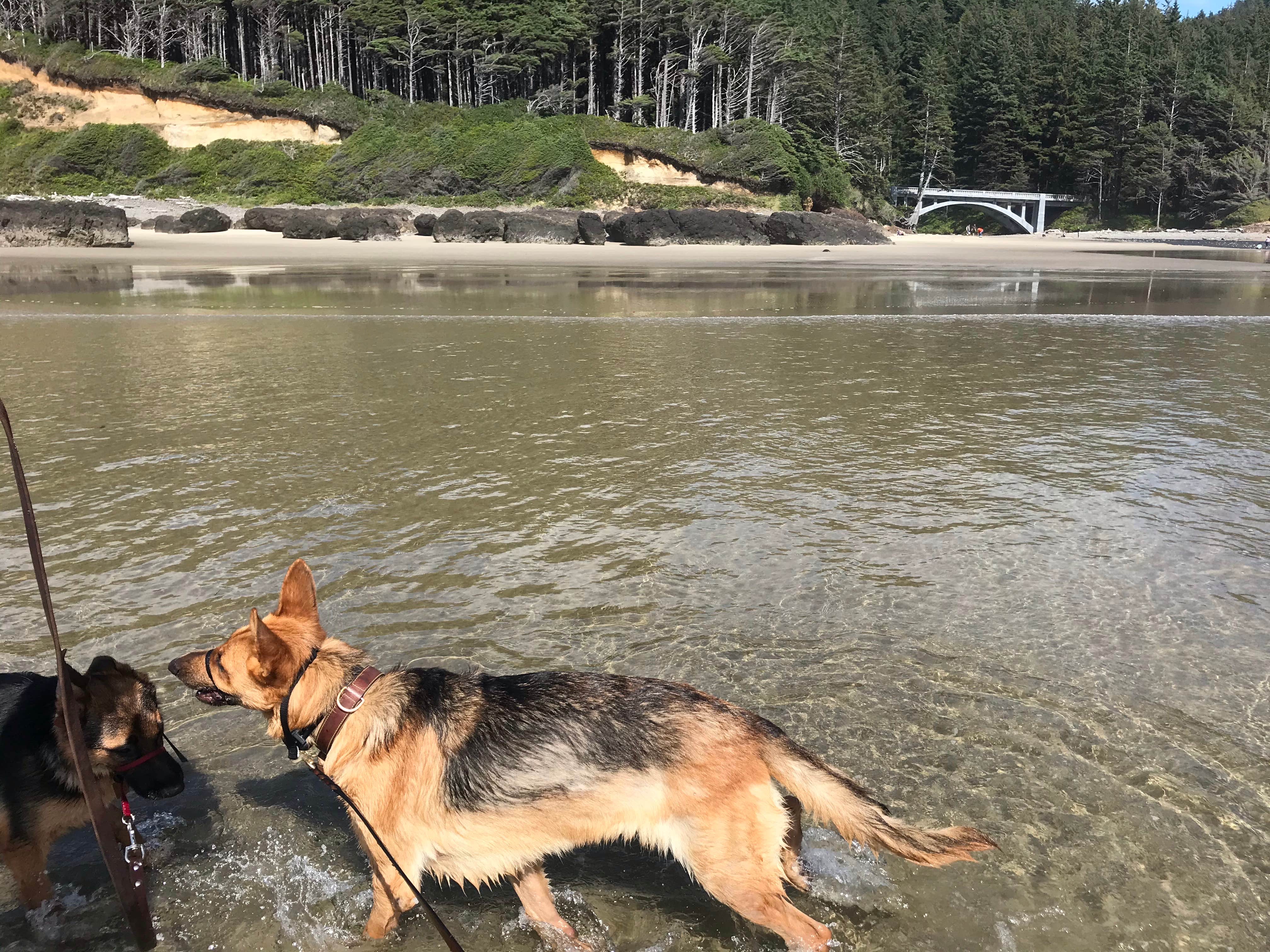 Carolyn P.'s photo of camping with pets at Cape Perpetua near South Beach, OR
