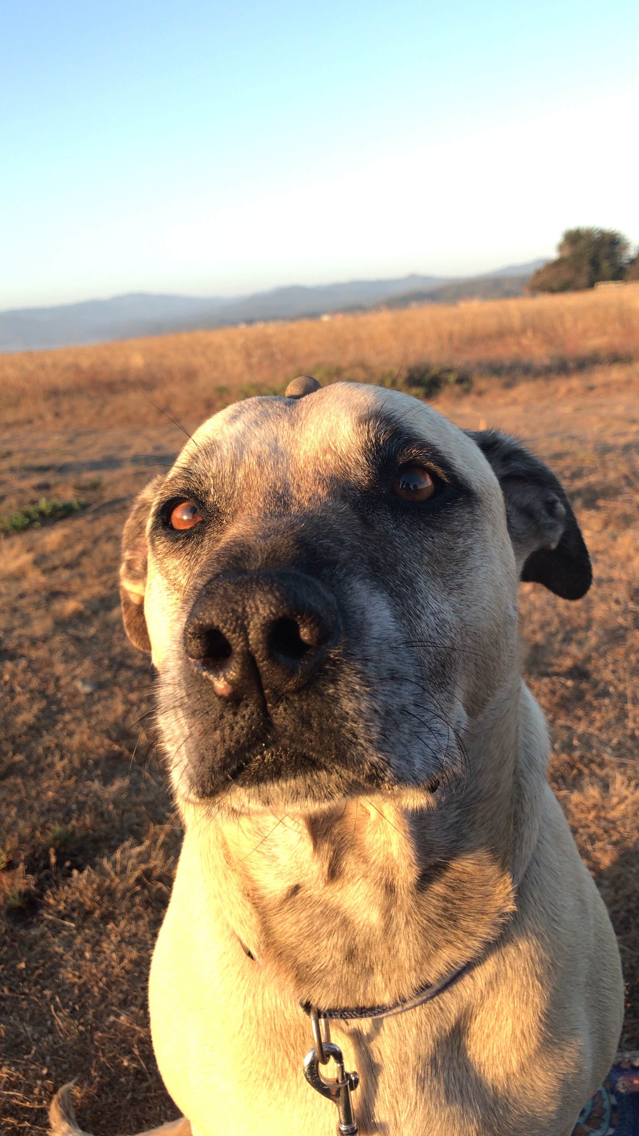 Jessica N.'s photo of camping with pets at Mackerricher State Park Campground near Mendocino Lake