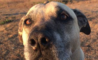Jessica N.'s photo of camping with pets at Mackerricher State Park Campground near Covelo, CA