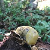 Review photo of Mackerricher State Park Campground by Jessica N., July 19, 2020