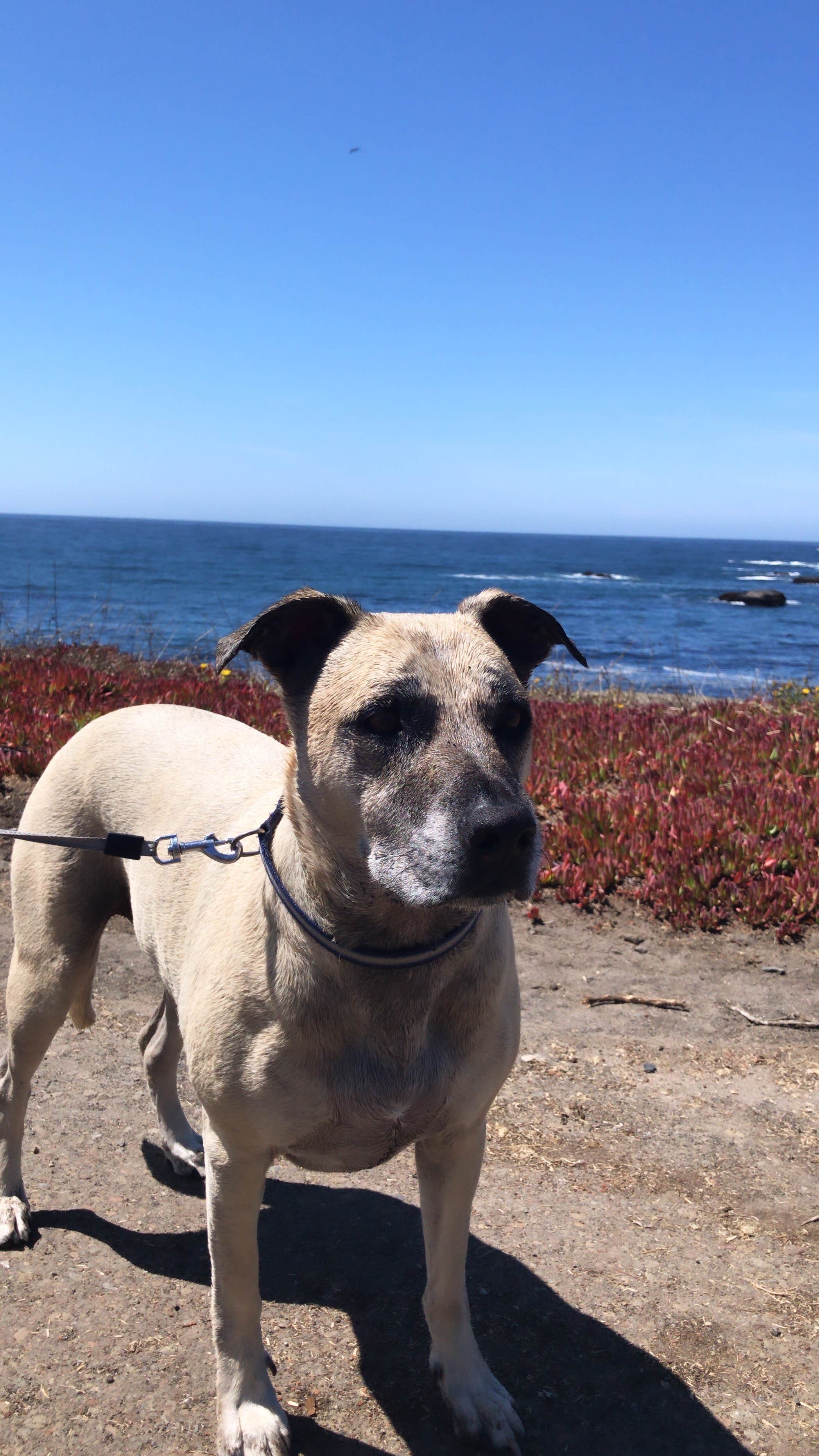 Jessica N.'s photo of camping with pets at Mackerricher State Park Campground near Mendocino, CA