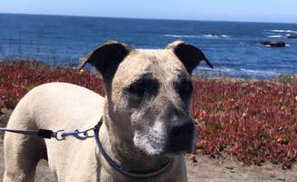 Jessica N.'s photo of camping with pets at Mackerricher State Park Campground near Piercy, CA