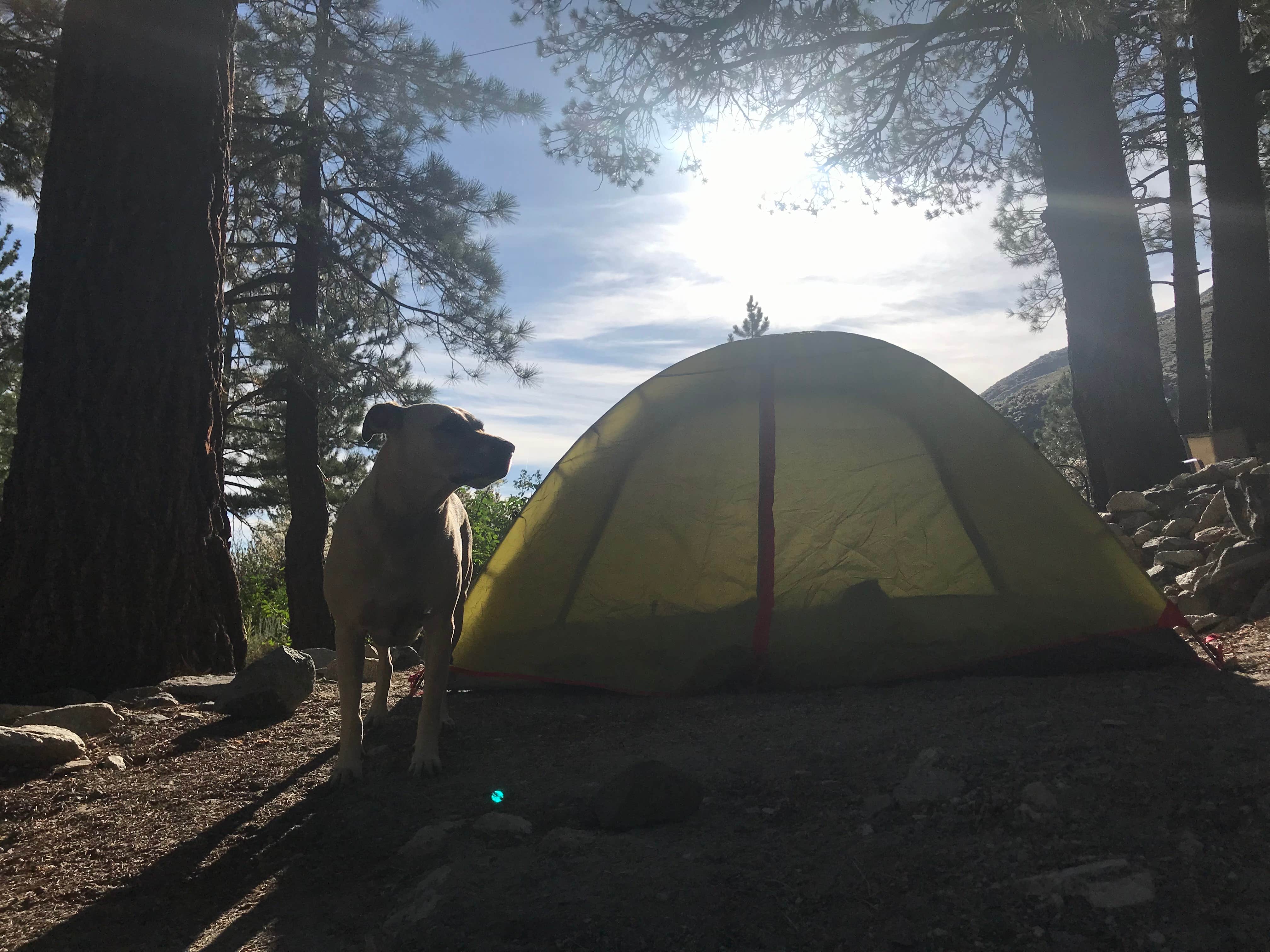 Jessica N.'s photo at Big Pine Creek Campground near Big Pine, CA