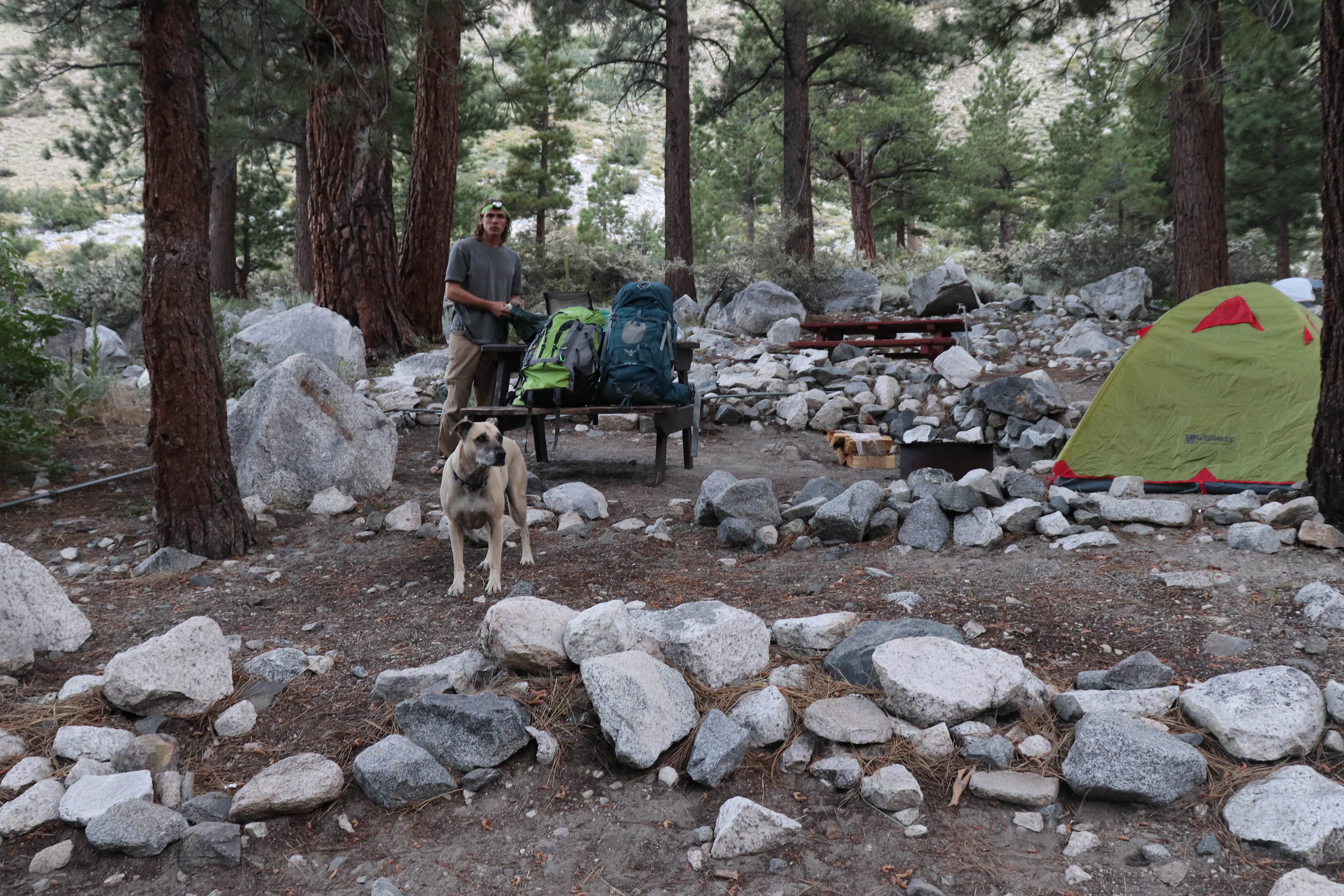 Jessica N.'s photo of camping with pets at Big Pine Creek Campground near Bishop, CA