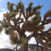 Review photo of Hidden Valley Campground — Joshua Tree National Park by Jessica N., July 19, 2020