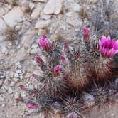 Review photo of Hidden Valley Campground — Joshua Tree National Park by Jessica N., July 19, 2020