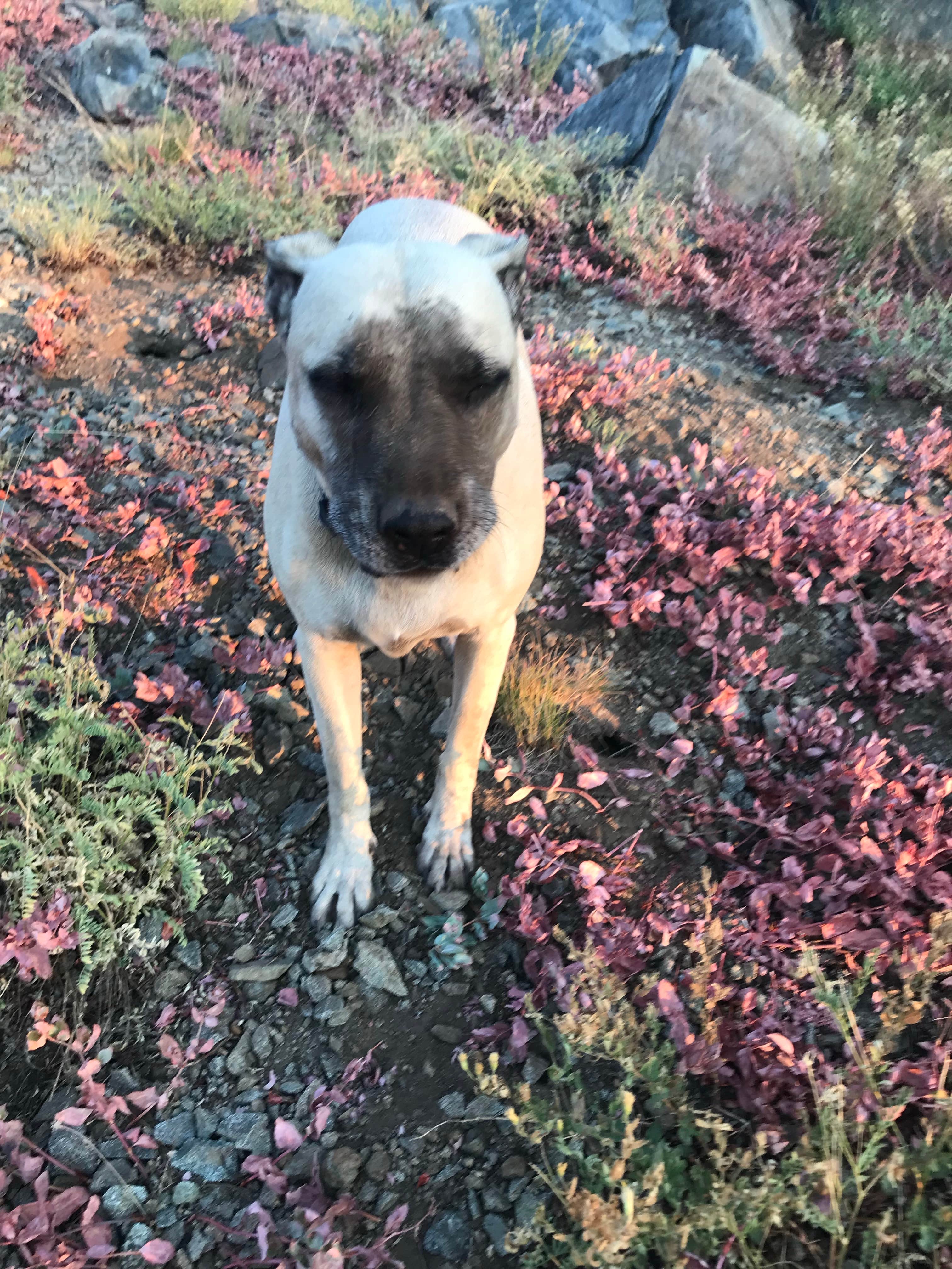 Camper-submitted photo at Grouse Ridge Campground near Washington, CA
